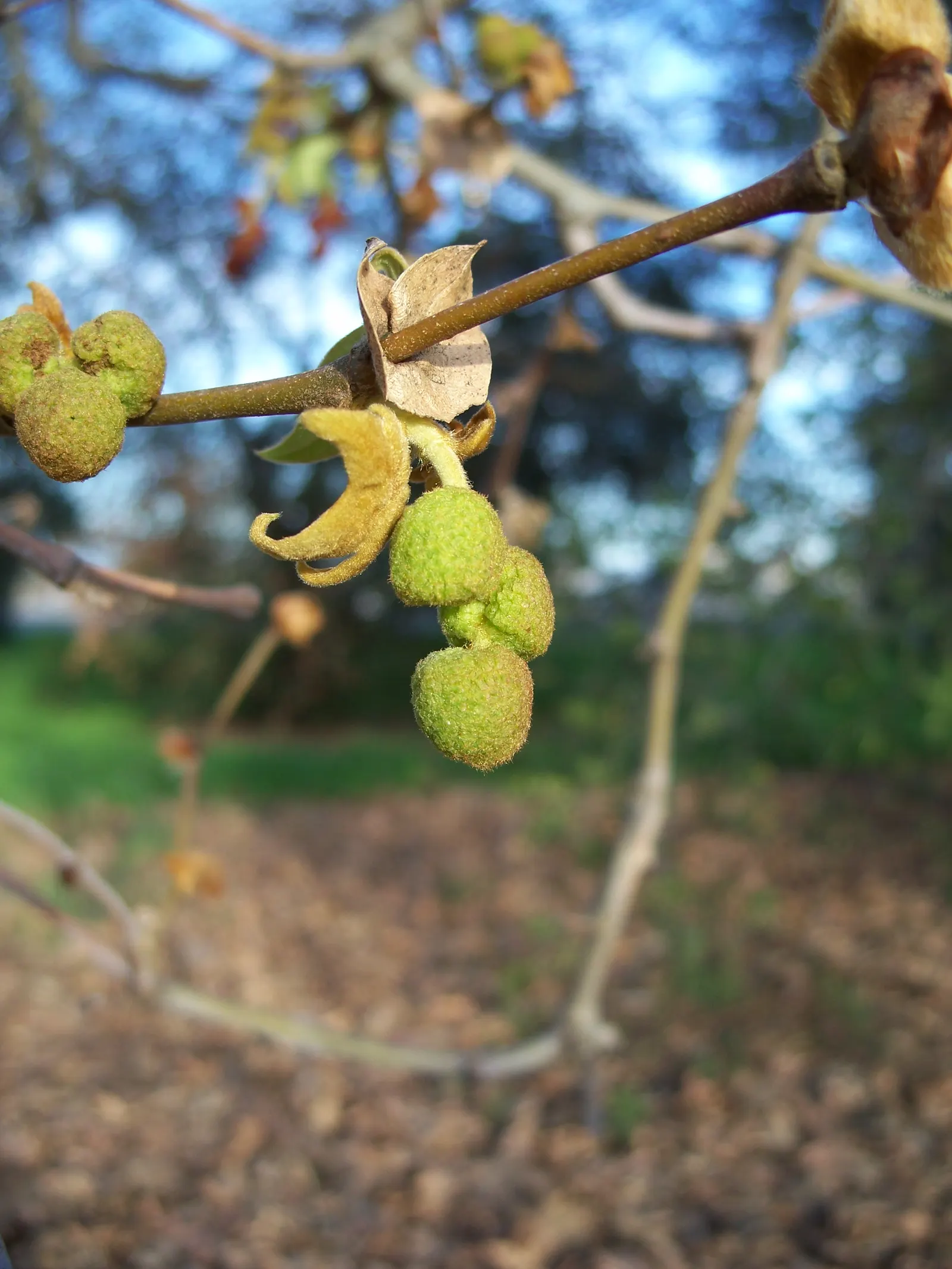Mexican Sycamore (Platanus Mexicana) — providing ample space for growth to avoid potential disruption to nearby structures or hardscapes