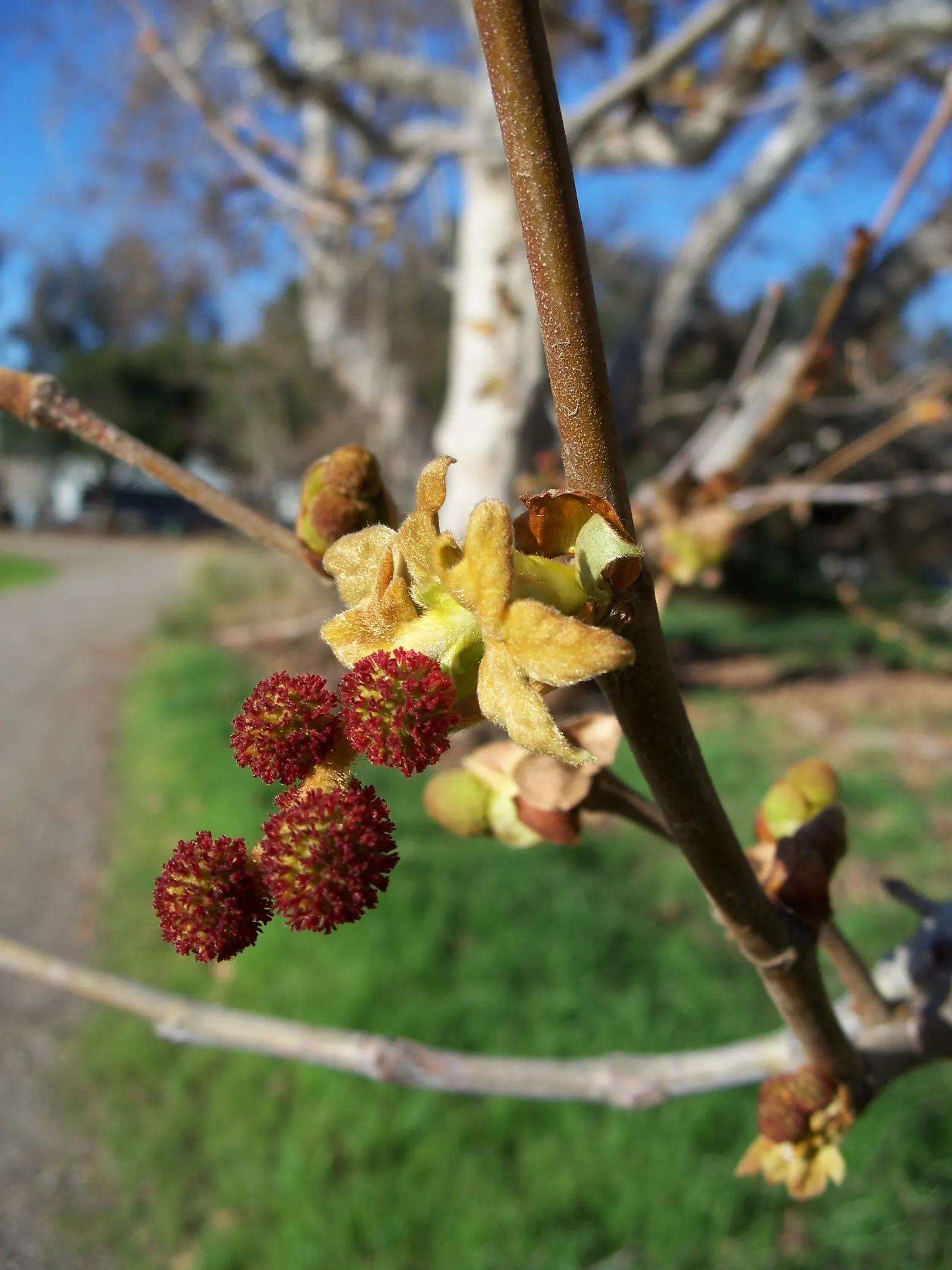 Mexican Sycamore (Platanus Mexicana) — is a robust deciduous tree