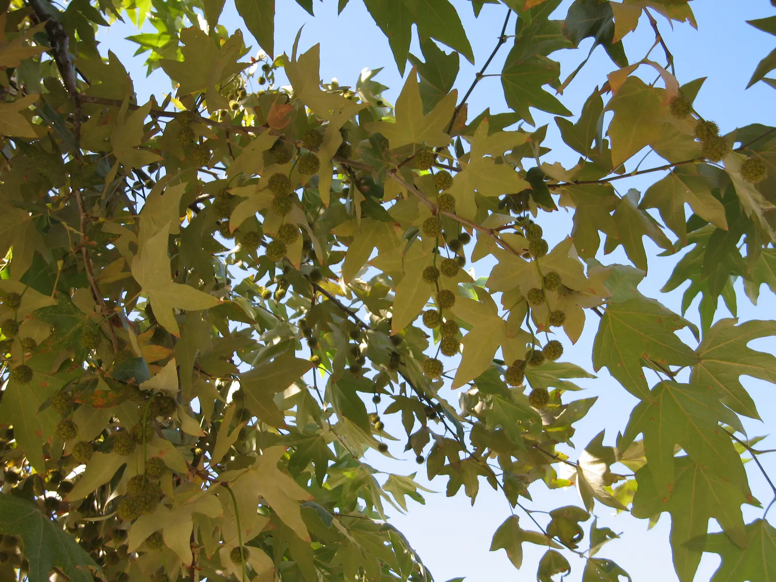 Mexican Sycamore (Platanus Mexicana) — this robust tree can grow to impressive dimensions; when designing a landscape