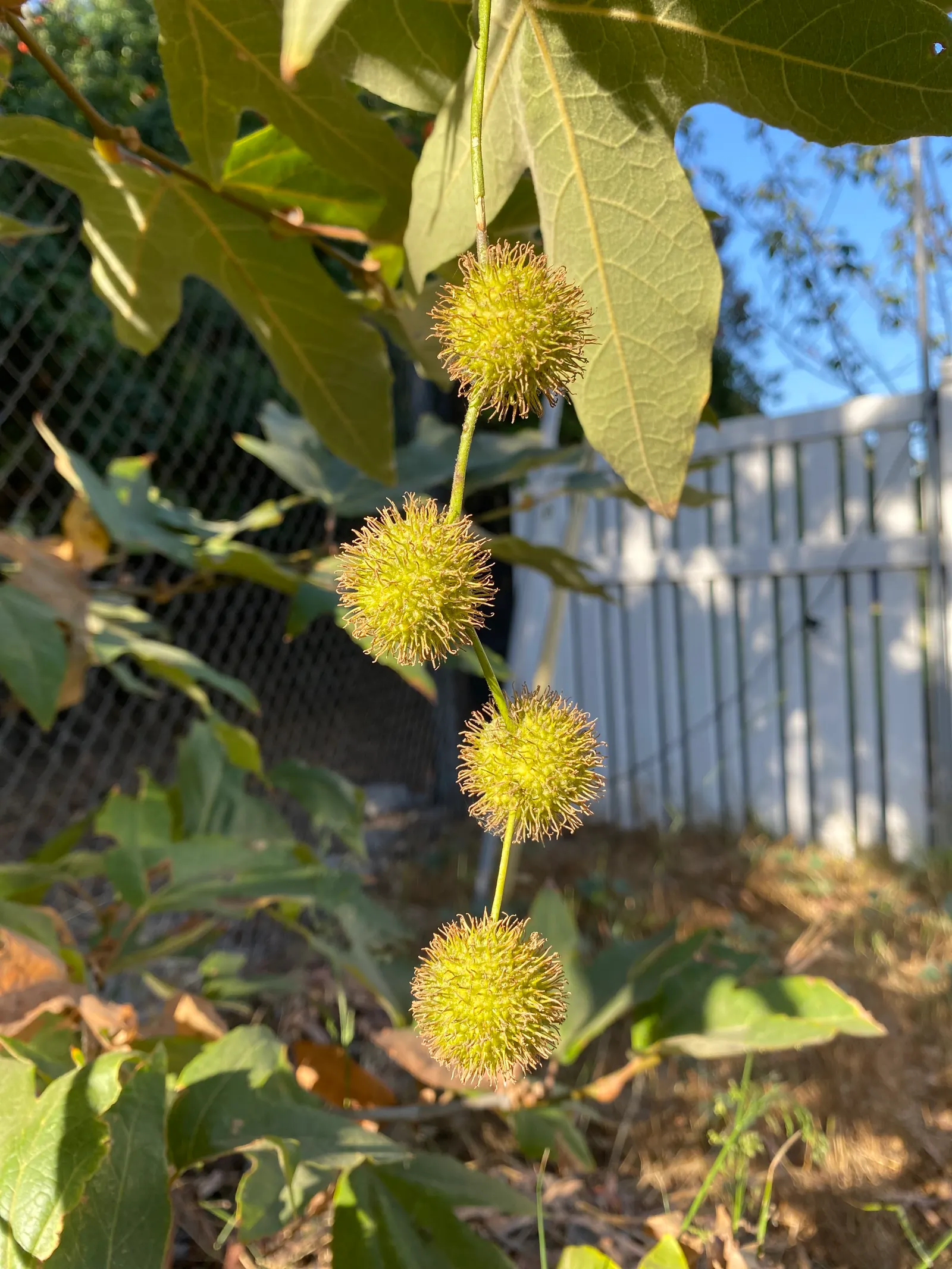 Mexican Sycamore (Platanus Mexicana) — scientifically named Platanus racemosa and sometimes referred to as the Western Sycamore; when designing a landscape