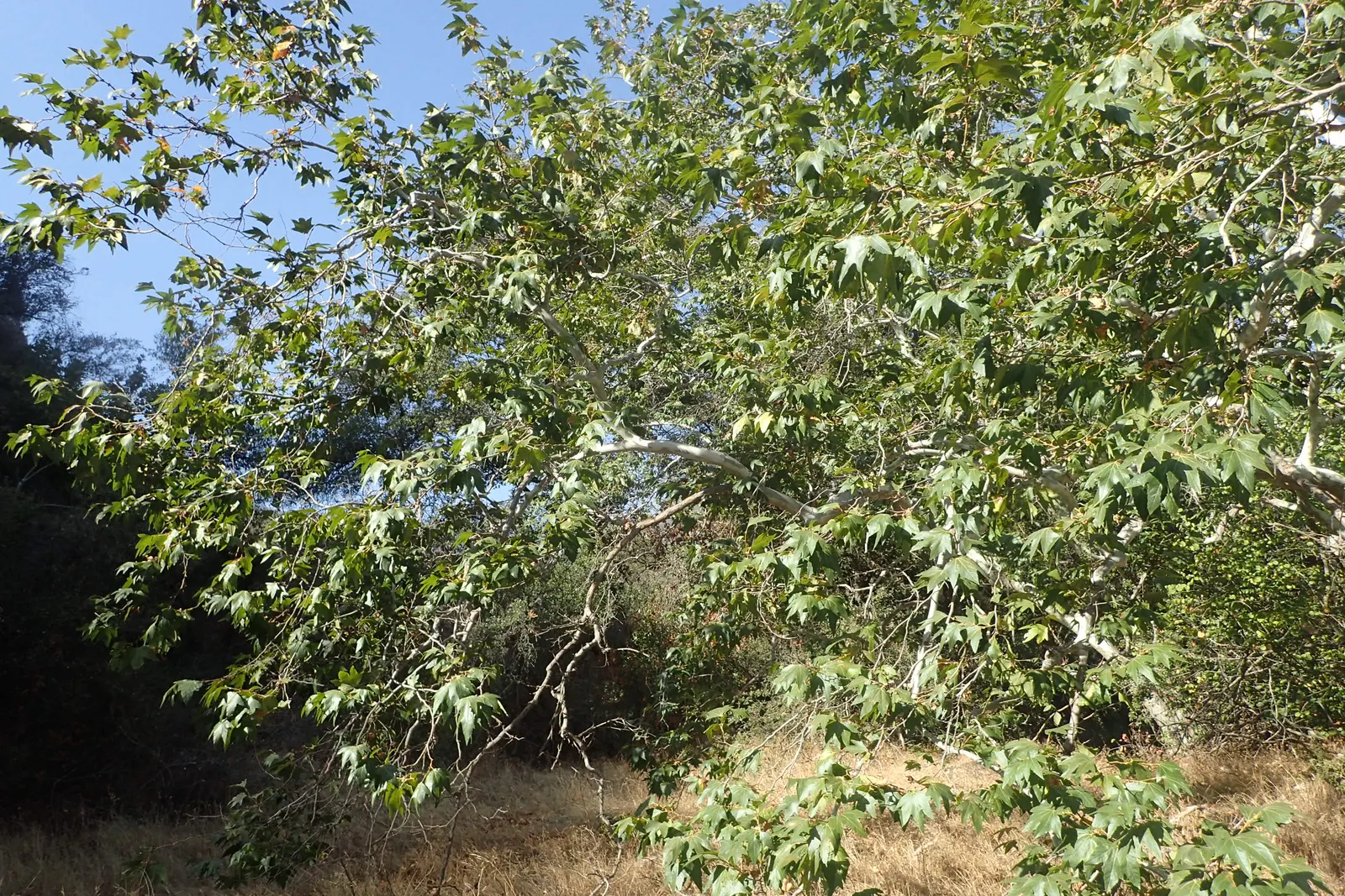 Mexican Sycamore (Platanus Mexicana) — Recognized by its mottled bark and broad, lobed leaves, it thrives in full sun and well-drained soils; when designing a