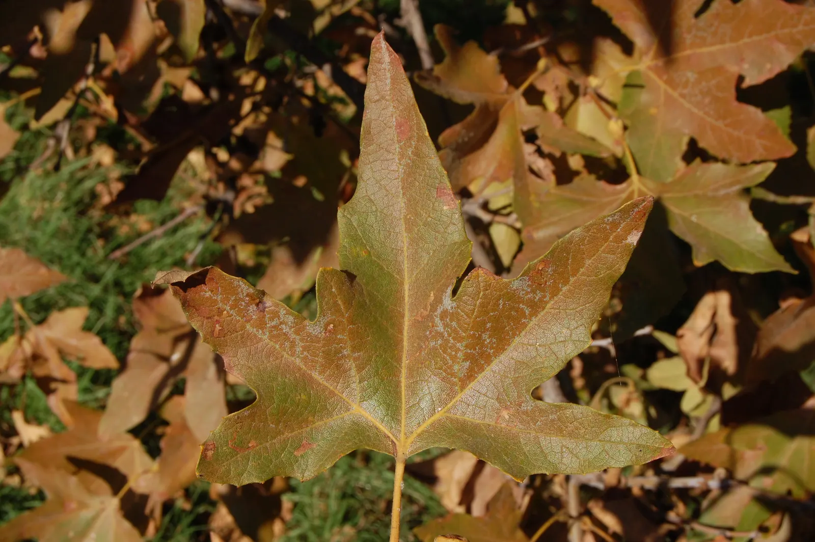 Mexican Sycamore (Platanus Mexicana) — scientifically named Platanus racemosa and sometimes referred to as the Western Sycamore