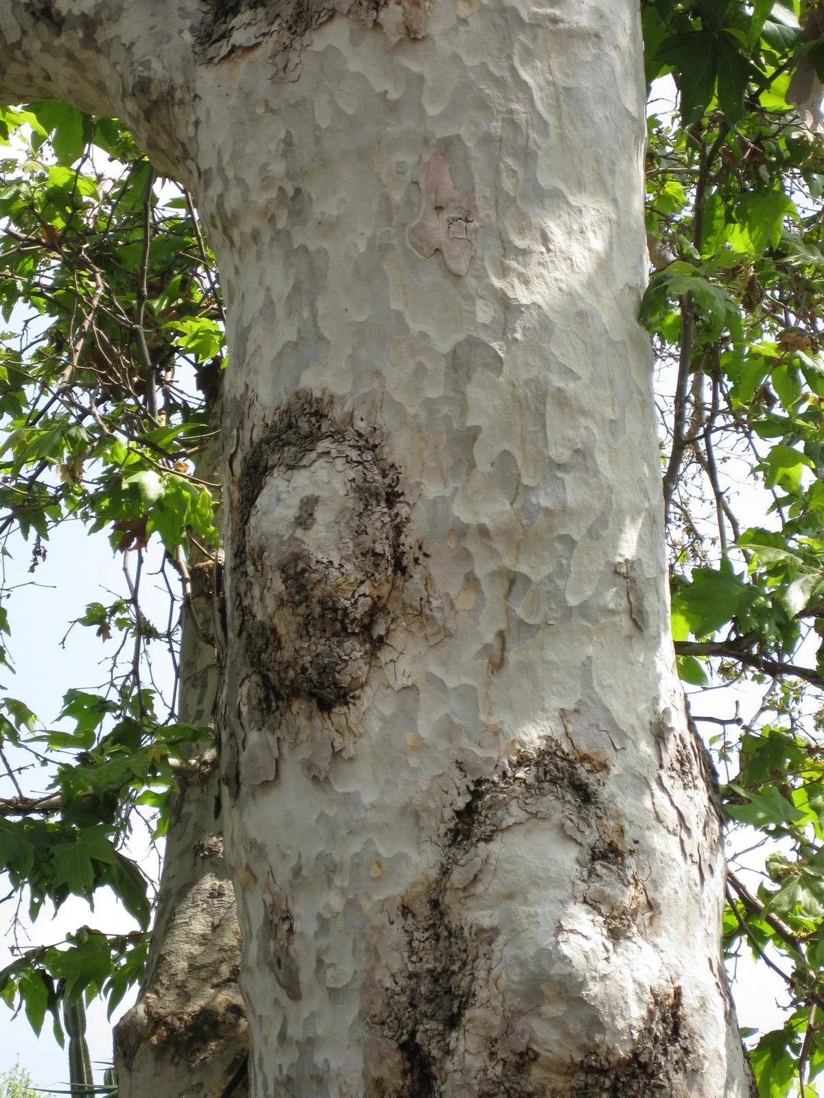 Mexican Sycamore (Platanus Mexicana) — which peels away in patches