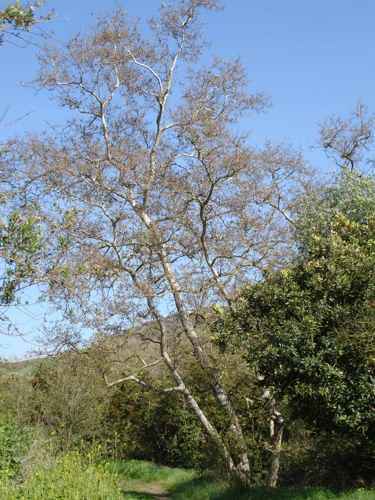 Mexican Sycamore (Platanus Mexicana) — from well-drained soils to heavier clay substrates; when designing a landscape