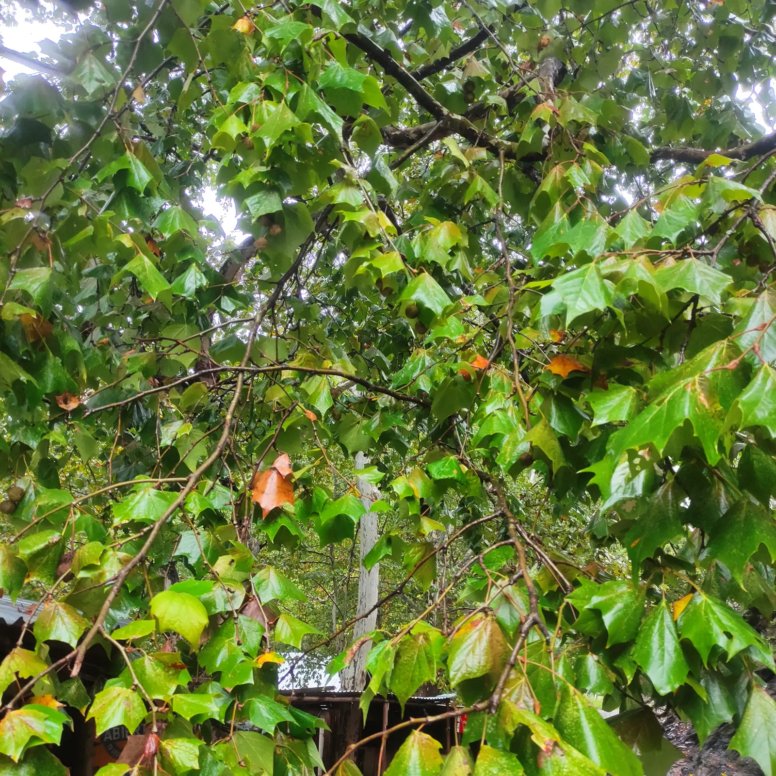 Mexican Sycamore (Platanus Mexicana) — deciduous leaves of the California Sycamore are characteristically maple-like; this tree is a stately choice for large