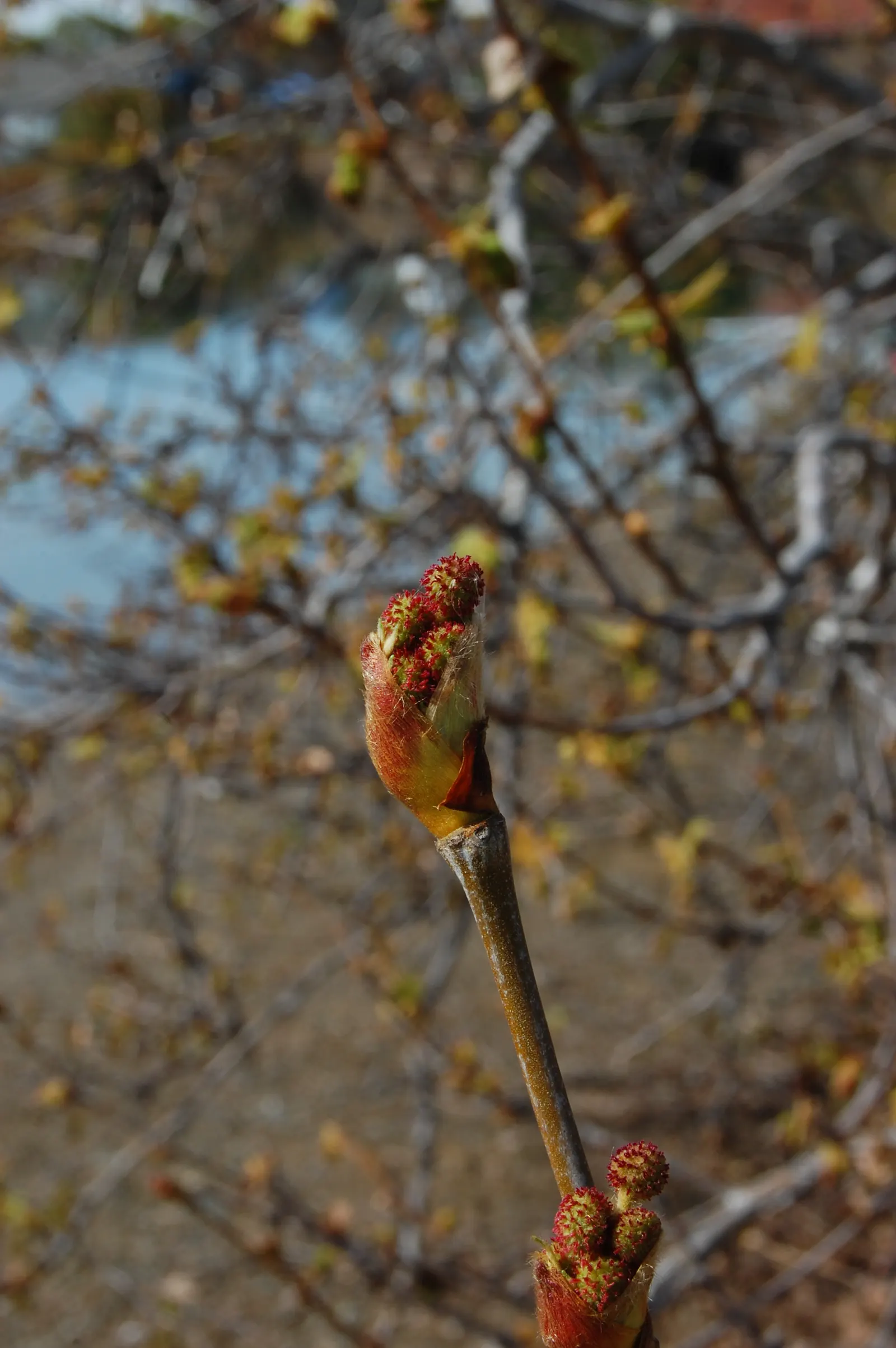 Mexican Sycamore (Platanus Mexicana) — When designing a landscape