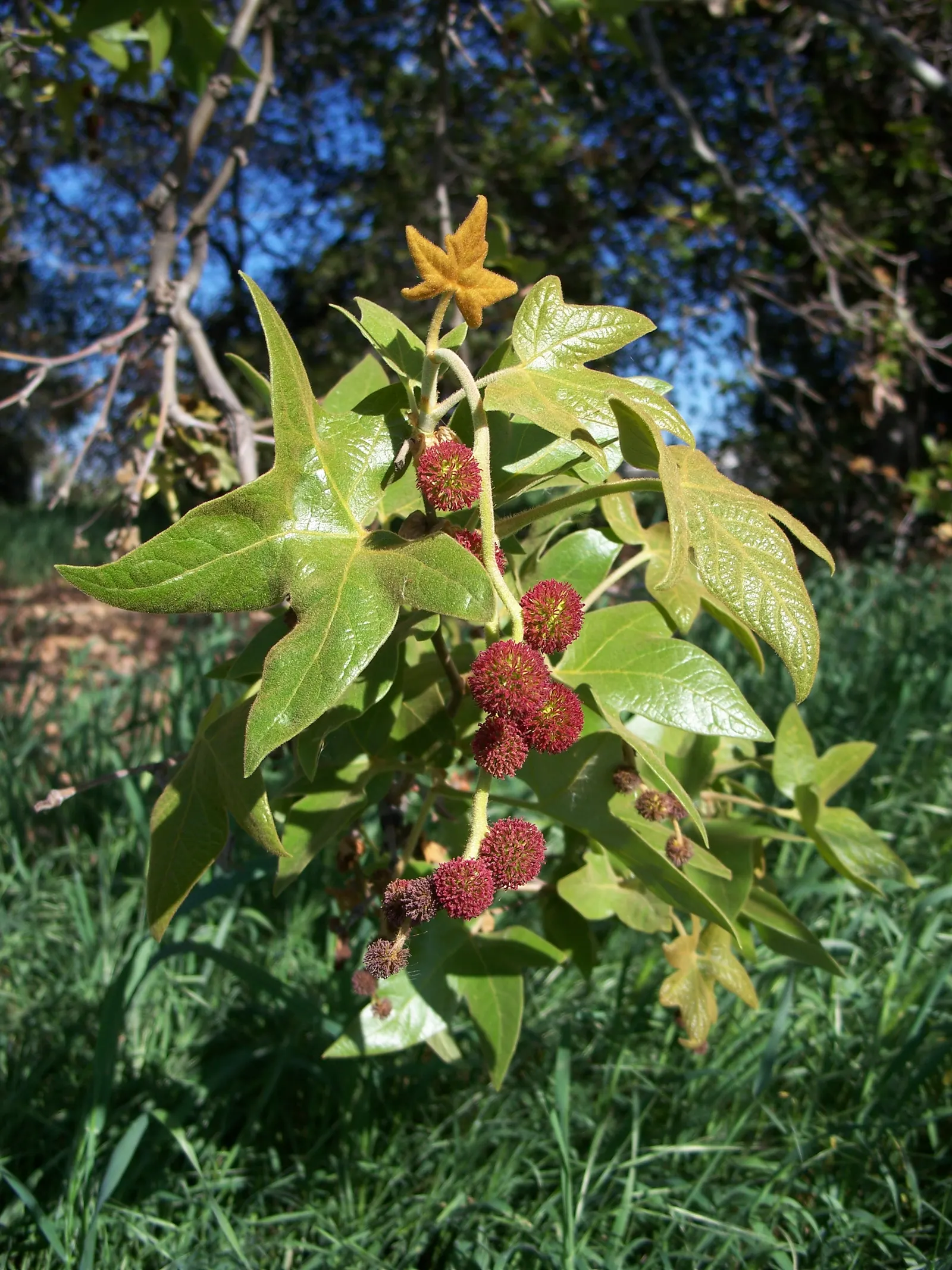 Mexican Sycamore (Platanus Mexicana) — the California Sycamore's extensive root system should be considered; this tree is a stately choice for large