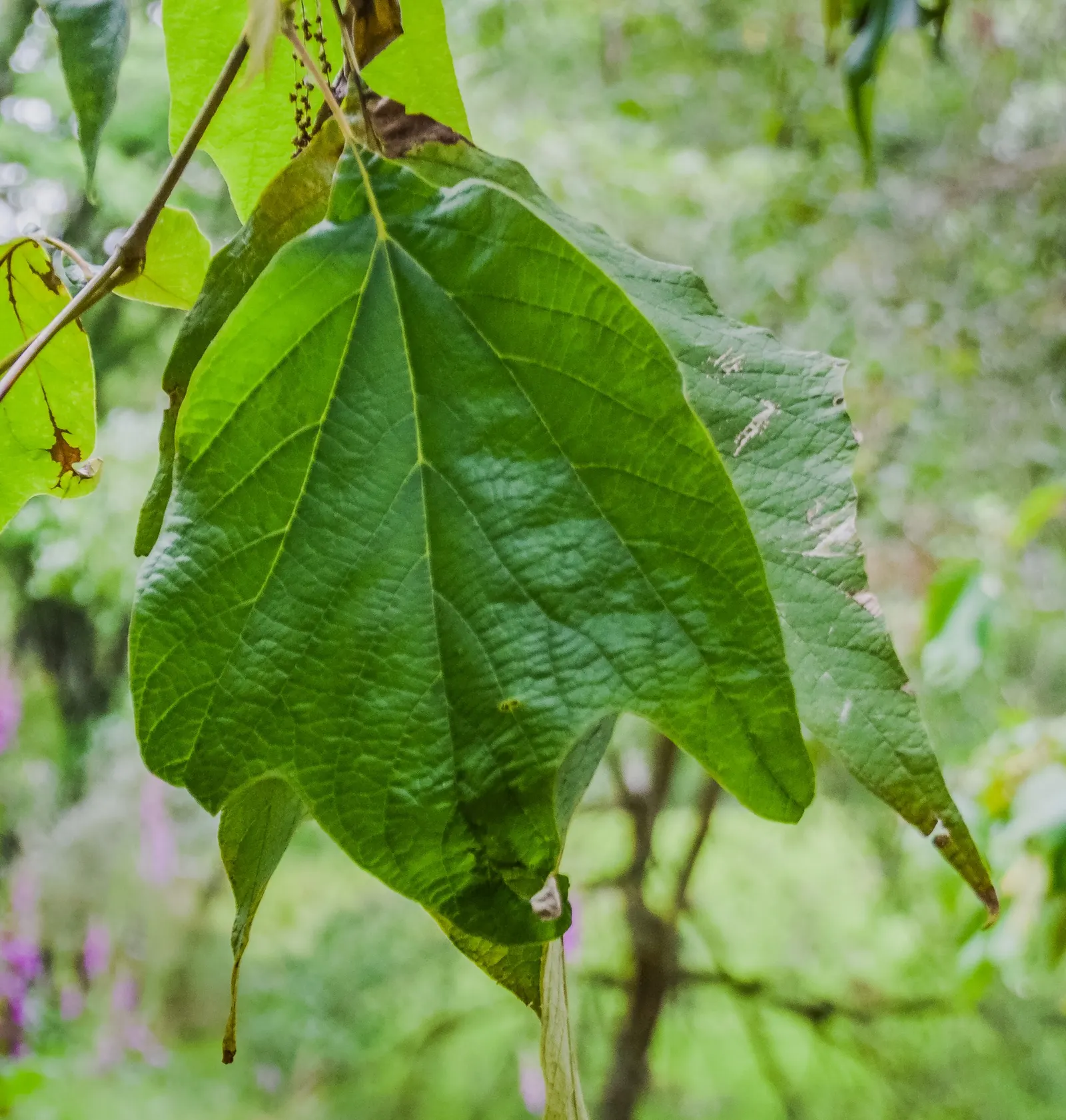Mexican Sycamore (Platanus Mexicana) — This tree is a stately choice for large landscapes, offering ample shade and stunning autumn foliage, image 46