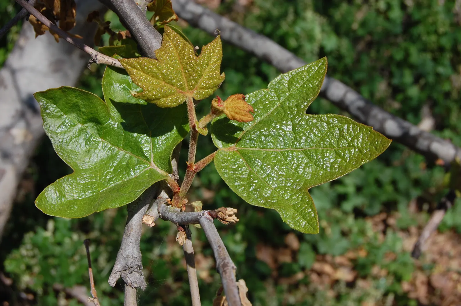 Mexican Sycamore (Platanus Mexicana) — This tree is a stately choice for large landscapes, offering ample shade and stunning autumn foliage