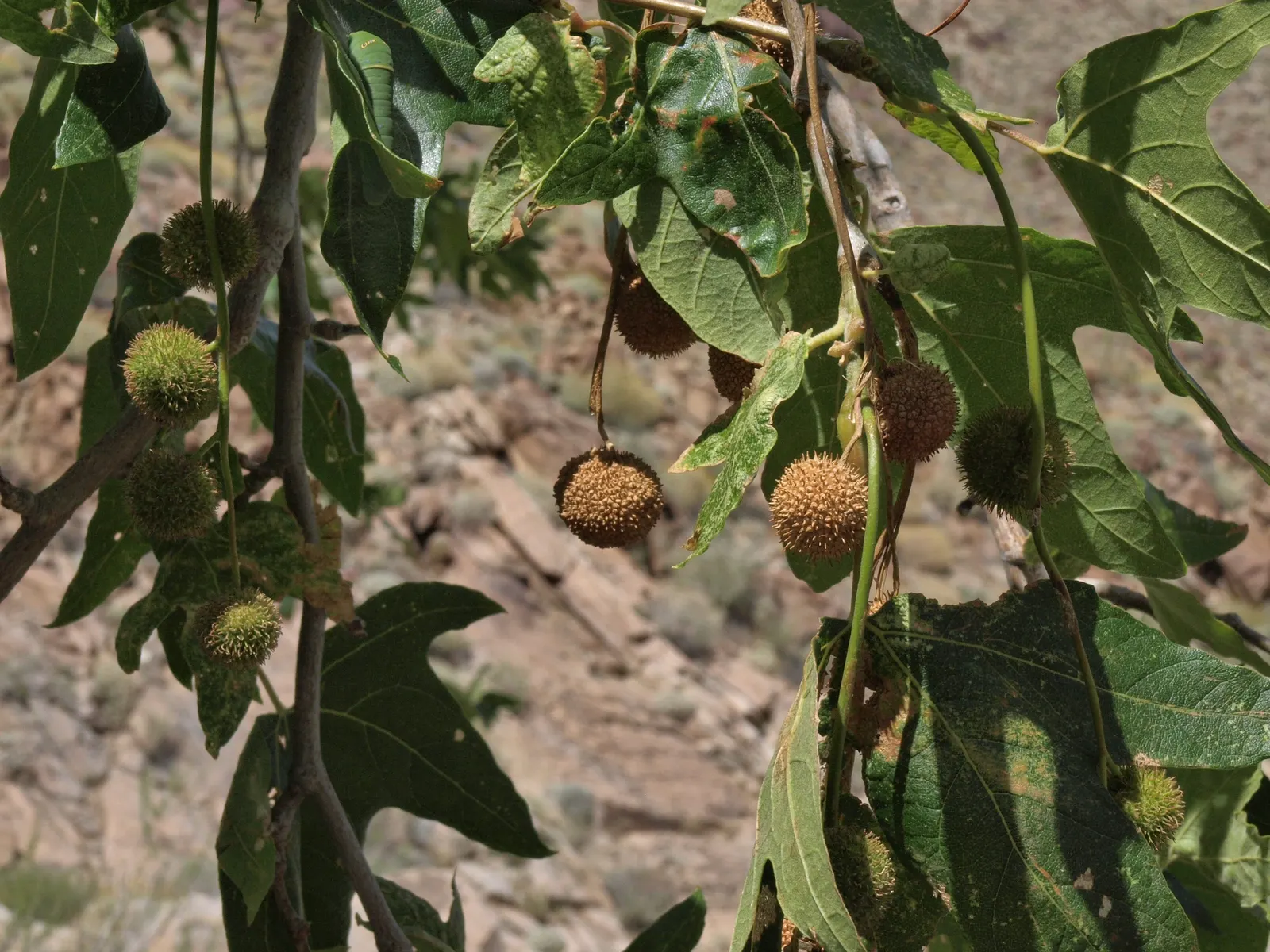 Mexican Sycamore (Platanus Mexicana) — stands as a stately tree renowned for its majestic stature and striking appearance; this tree is a stately choice for