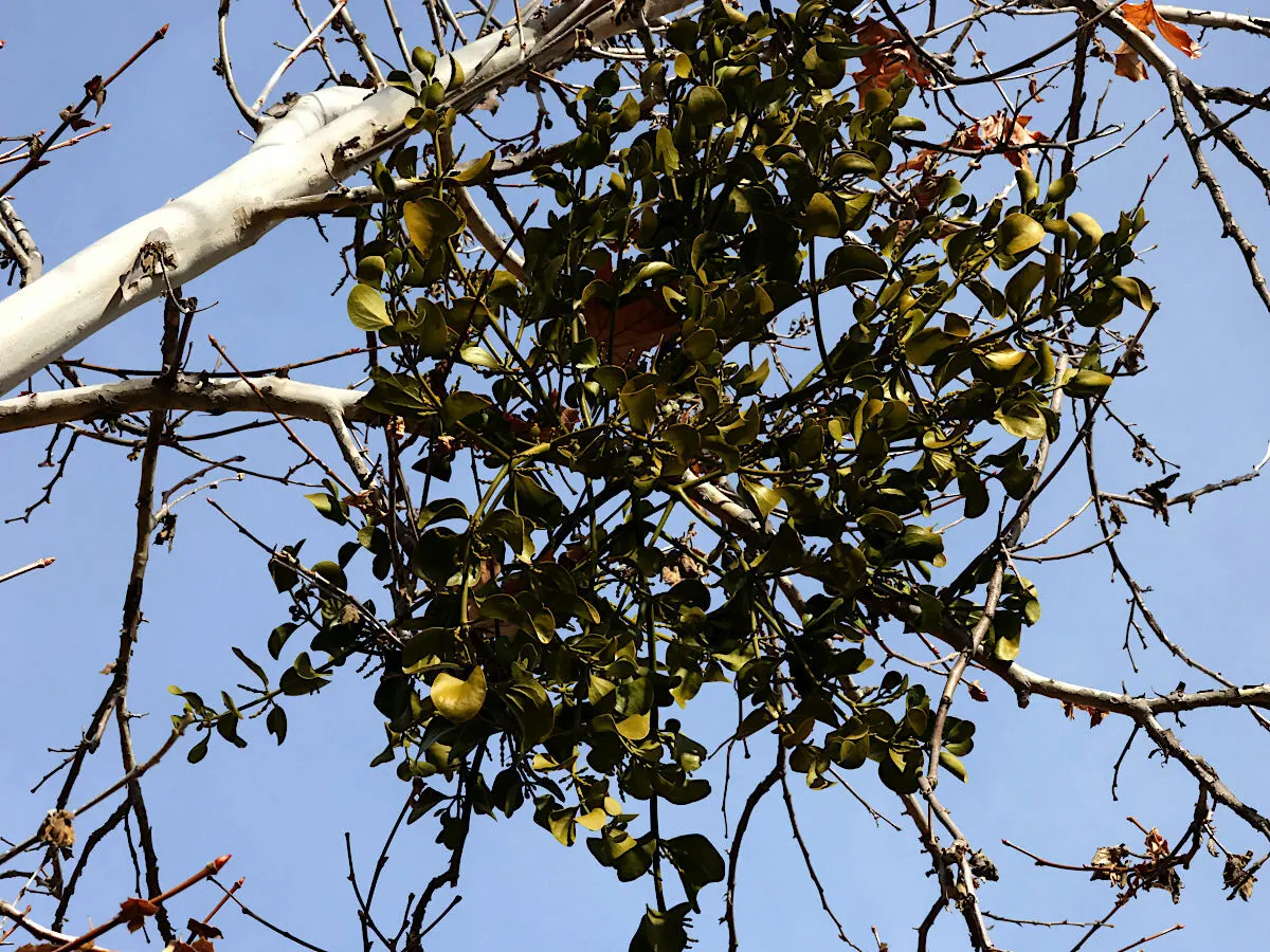Mexican Sycamore (Platanus Mexicana) — reveals a canvas of creamy white and olive green beneath, image 32