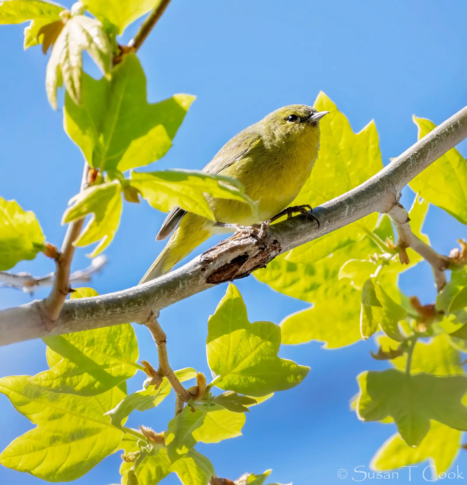 Mexican Sycamore (Platanus Mexicana) — from well-drained soils to heavier clay substrates