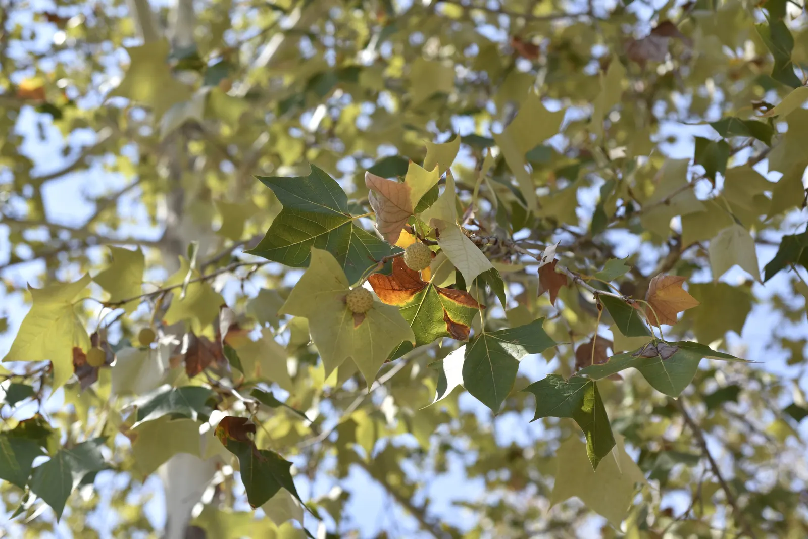 Mexican Sycamore (Platanus Mexicana) — It proves resilient in Zones 7 through 9 and requires moderate water, particularly in its youth