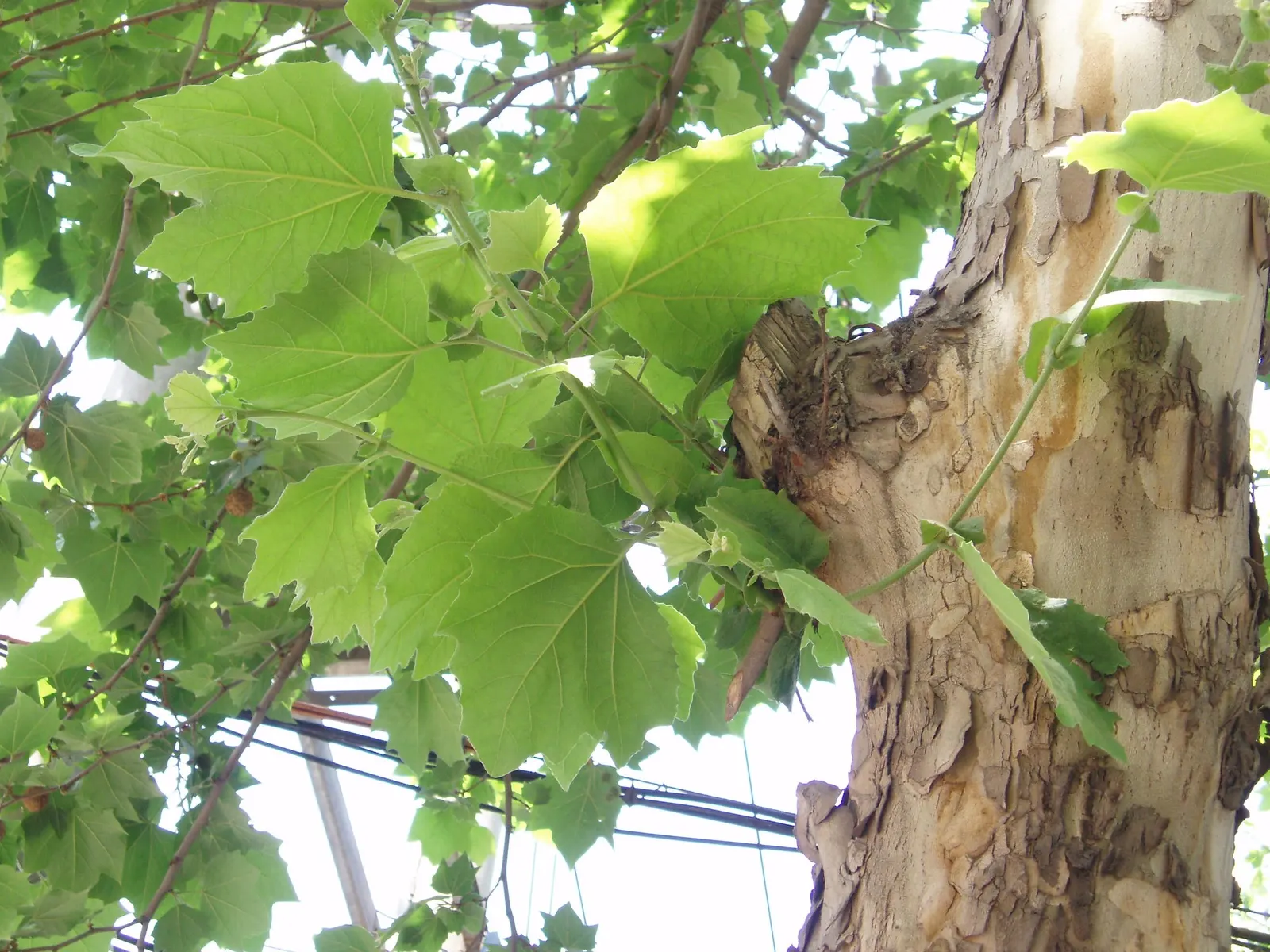 Mexican Sycamore (Platanus Mexicana) — tree for full
