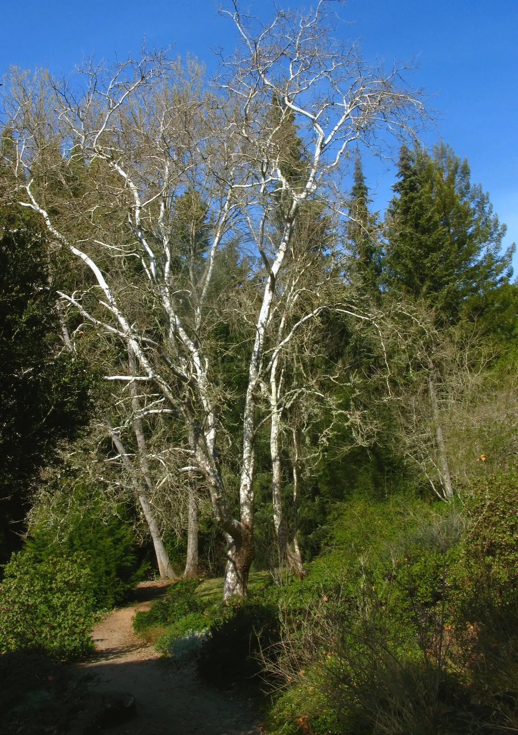 Mexican Sycamore (Platanus Mexicana) — the California Sycamore's extensive root system should be considered