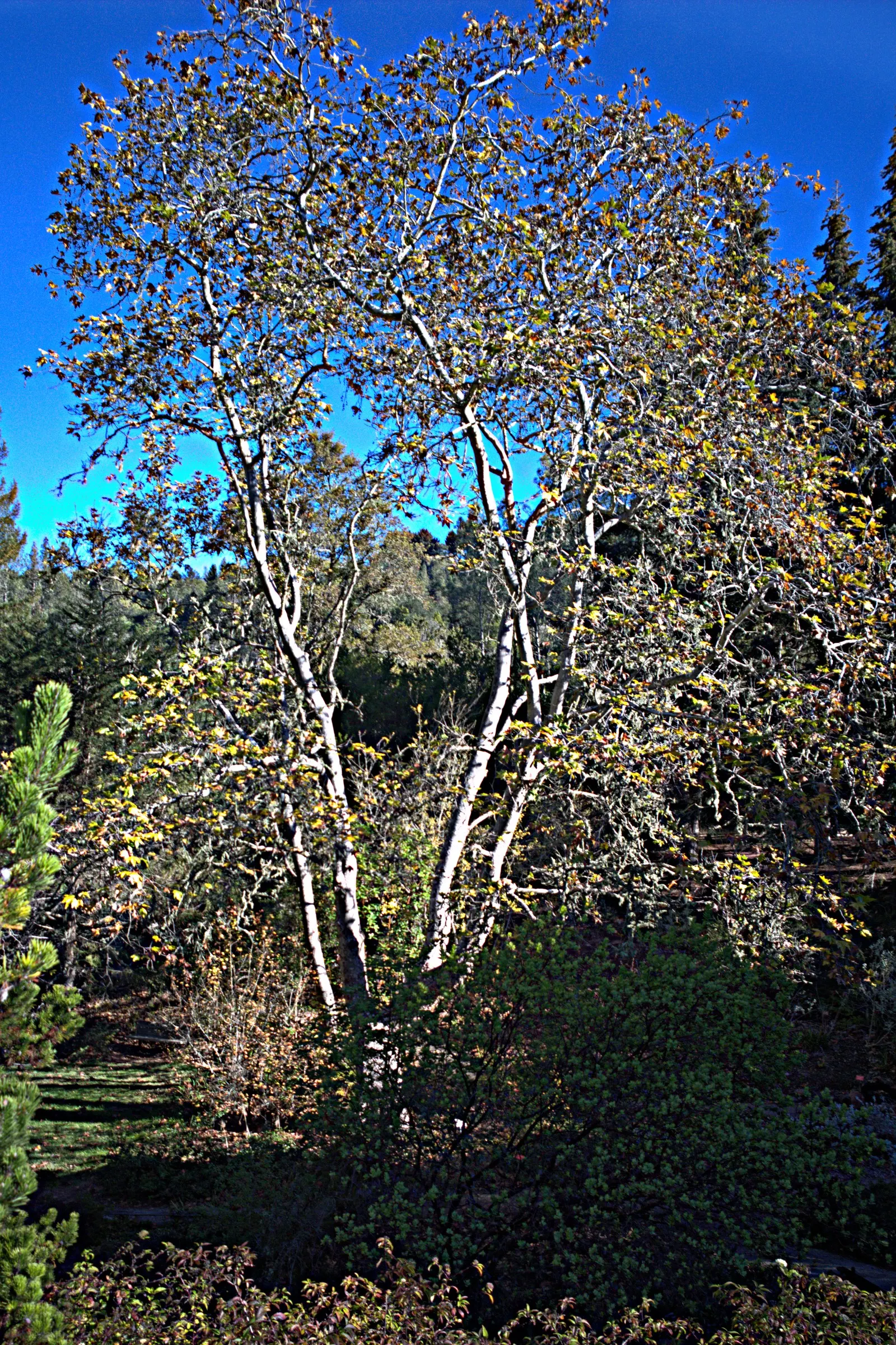 Mexican Sycamore (Platanus Mexicana) — reveals a canvas of creamy white and olive green beneath