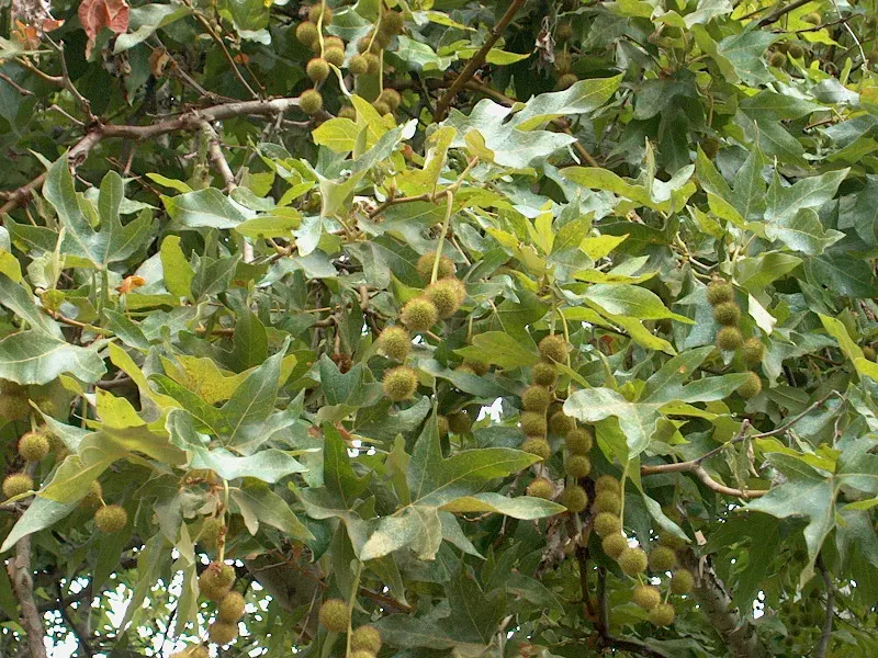 Mexican Sycamore (Platanus Mexicana) — providing a striking visual interest year-round; when designing a landscape