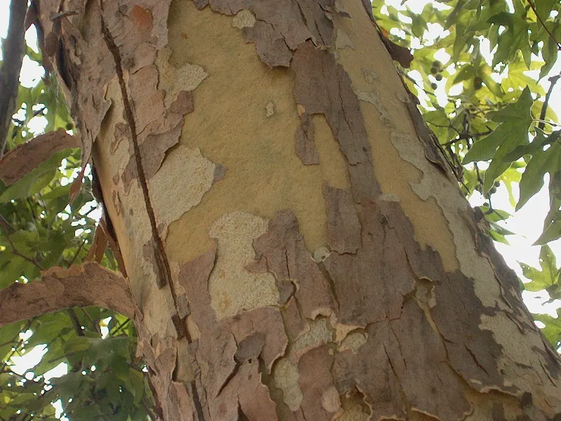 Mexican Sycamore (Platanus Mexicana) — as long as adequate moisture is present; this tree is a stately choice for large landscapes, offering ample shade and