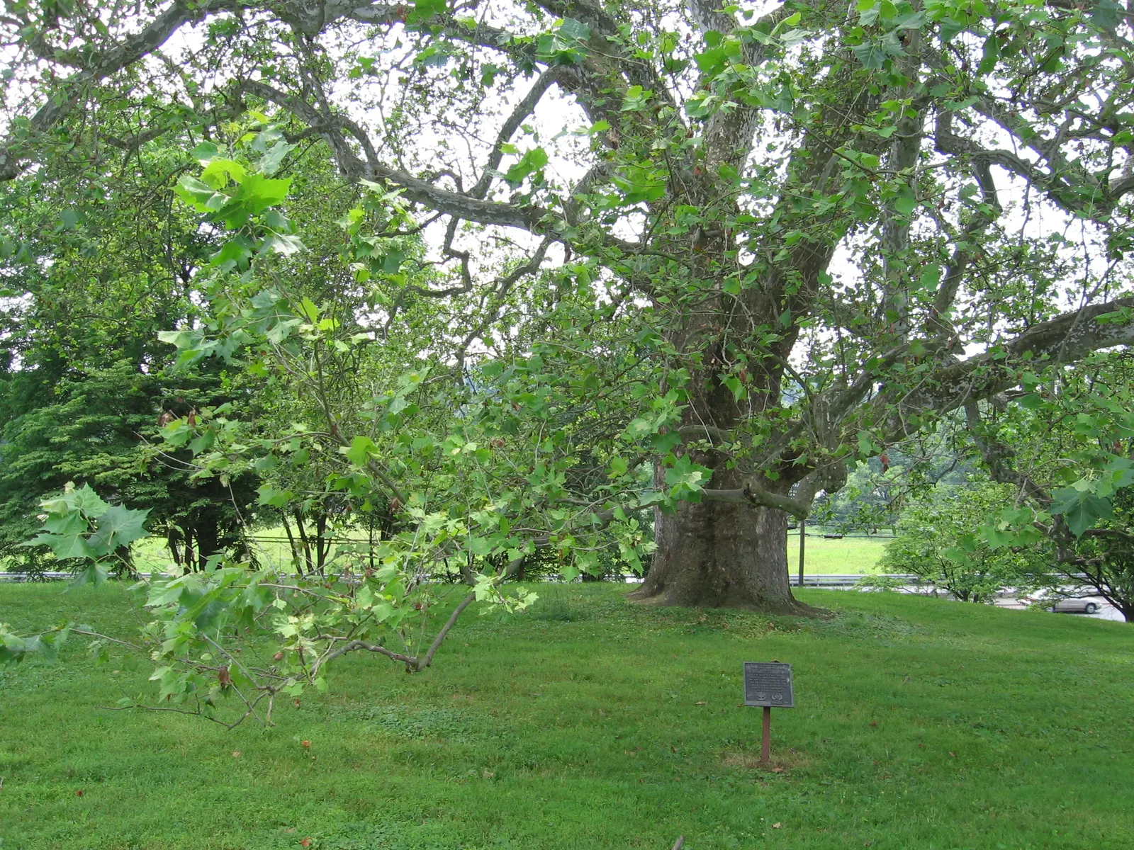 Mexican Sycamore (Platanus Mexicana) — reaching heights of 40-100 feet with a canopy spread of up to 70 feet