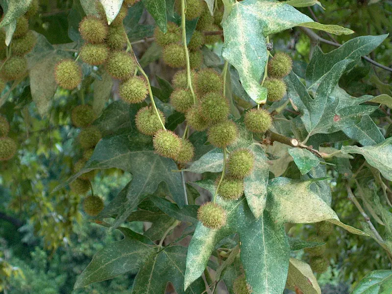 Mexican Sycamore (Platanus Mexicana) — A native specimen to the riparian and wetland areas of California and Baja; reveals a canvas of creamy white and olive