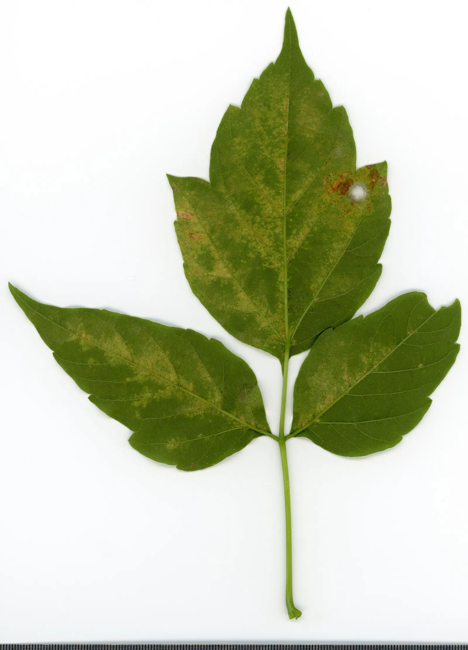 Box Elder (Acer Negundo) — and it's susceptible to breakage from strong winds or heavy snow loads