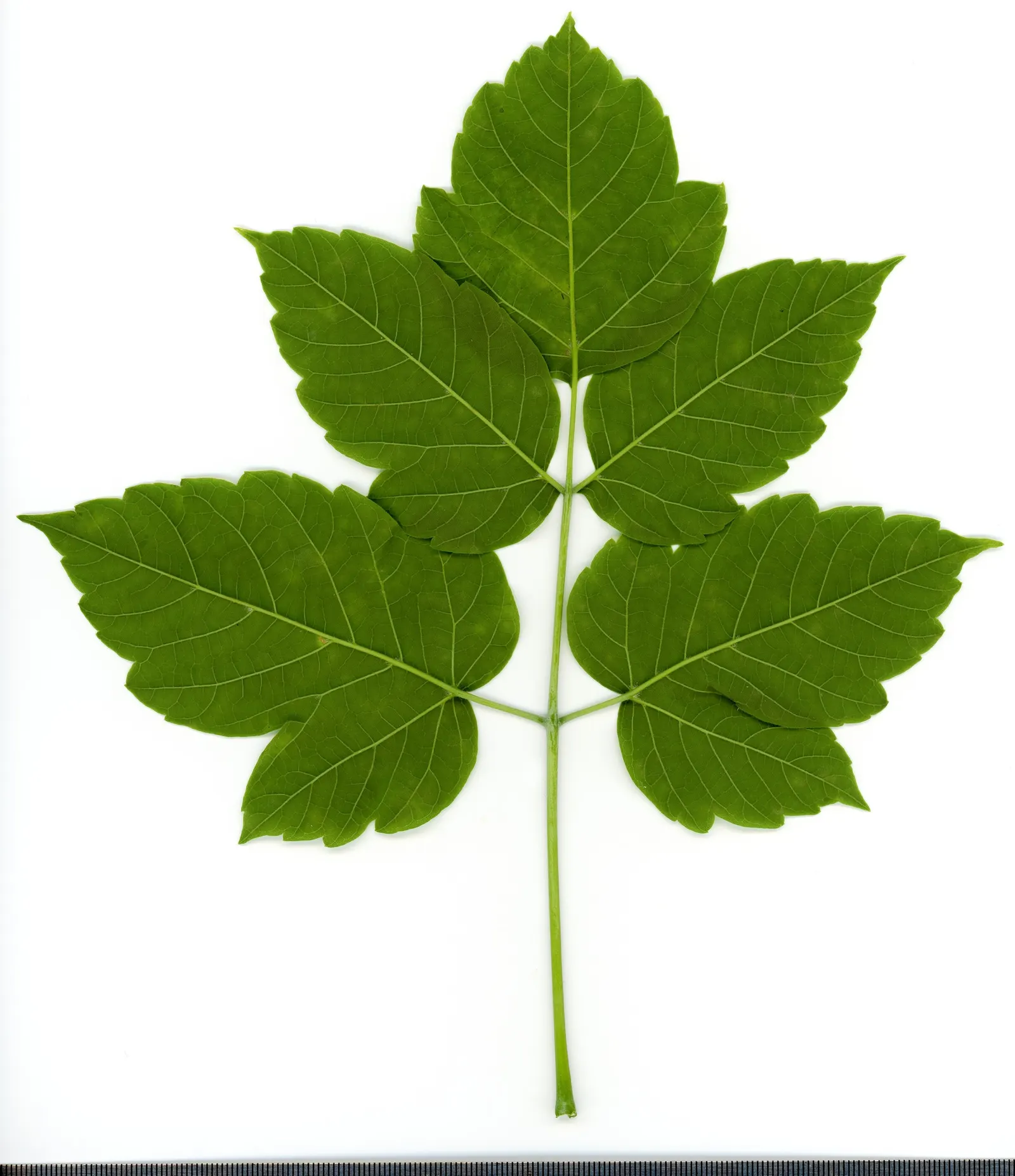 Box Elder (Acer Negundo) — tolerates various soil conditions