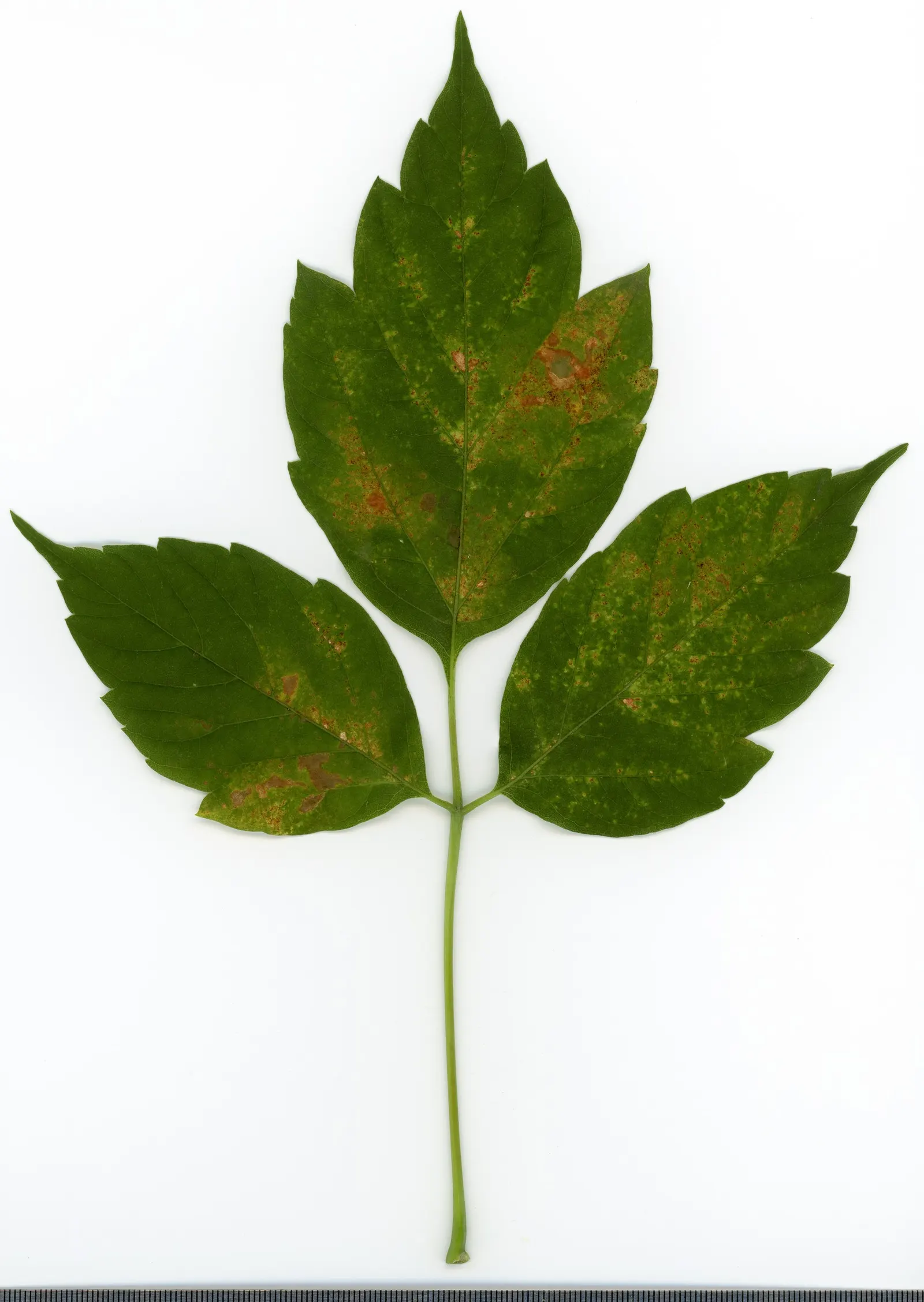 Box Elder (Acer Negundo) — and withstands urban pollution
