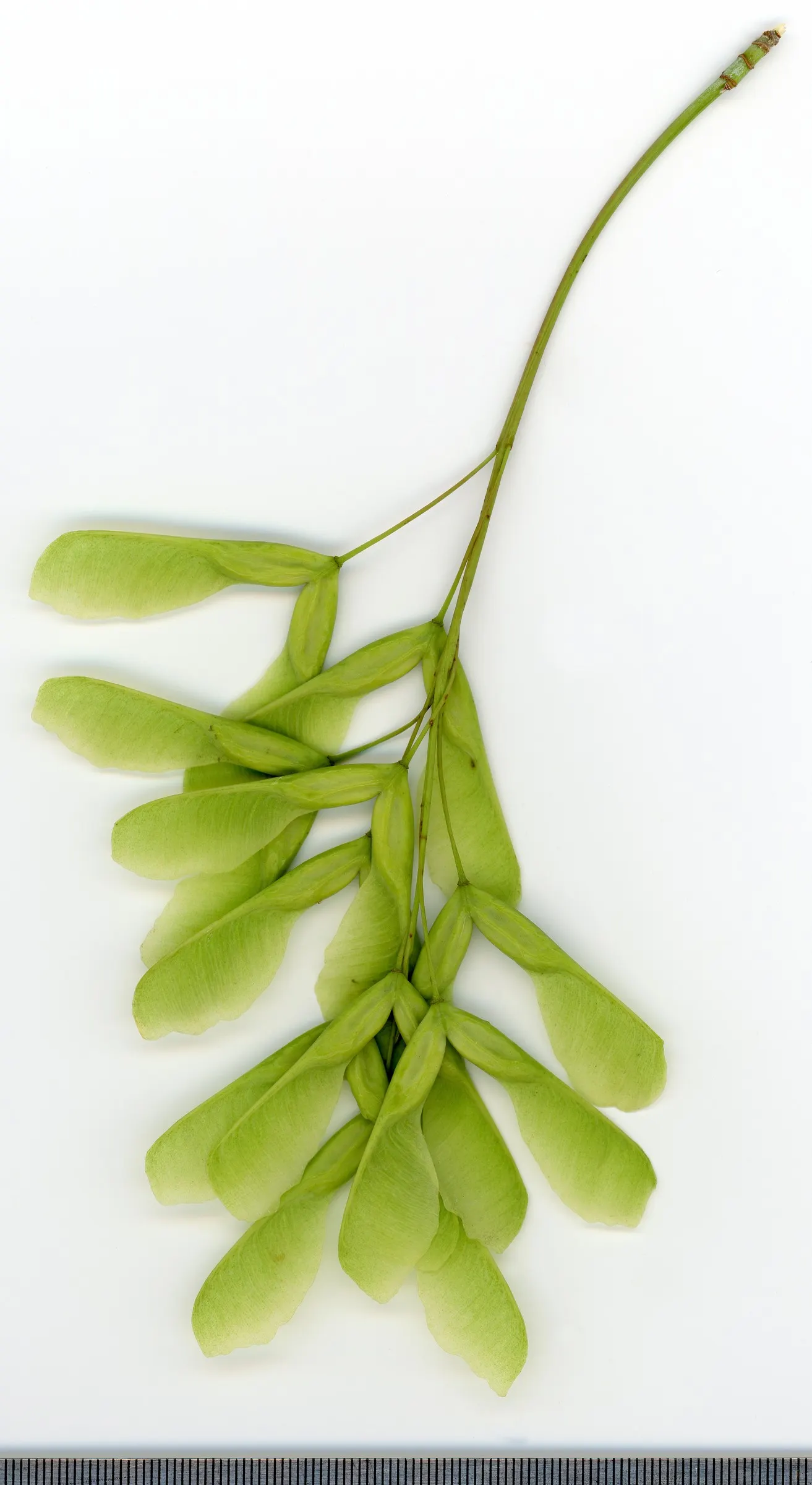Box Elder (Acer Negundo) — It features pinnately compound leaves and is dioecious, with yellow-green flowers; consisting of 3-7 leaflets that radiate emotion