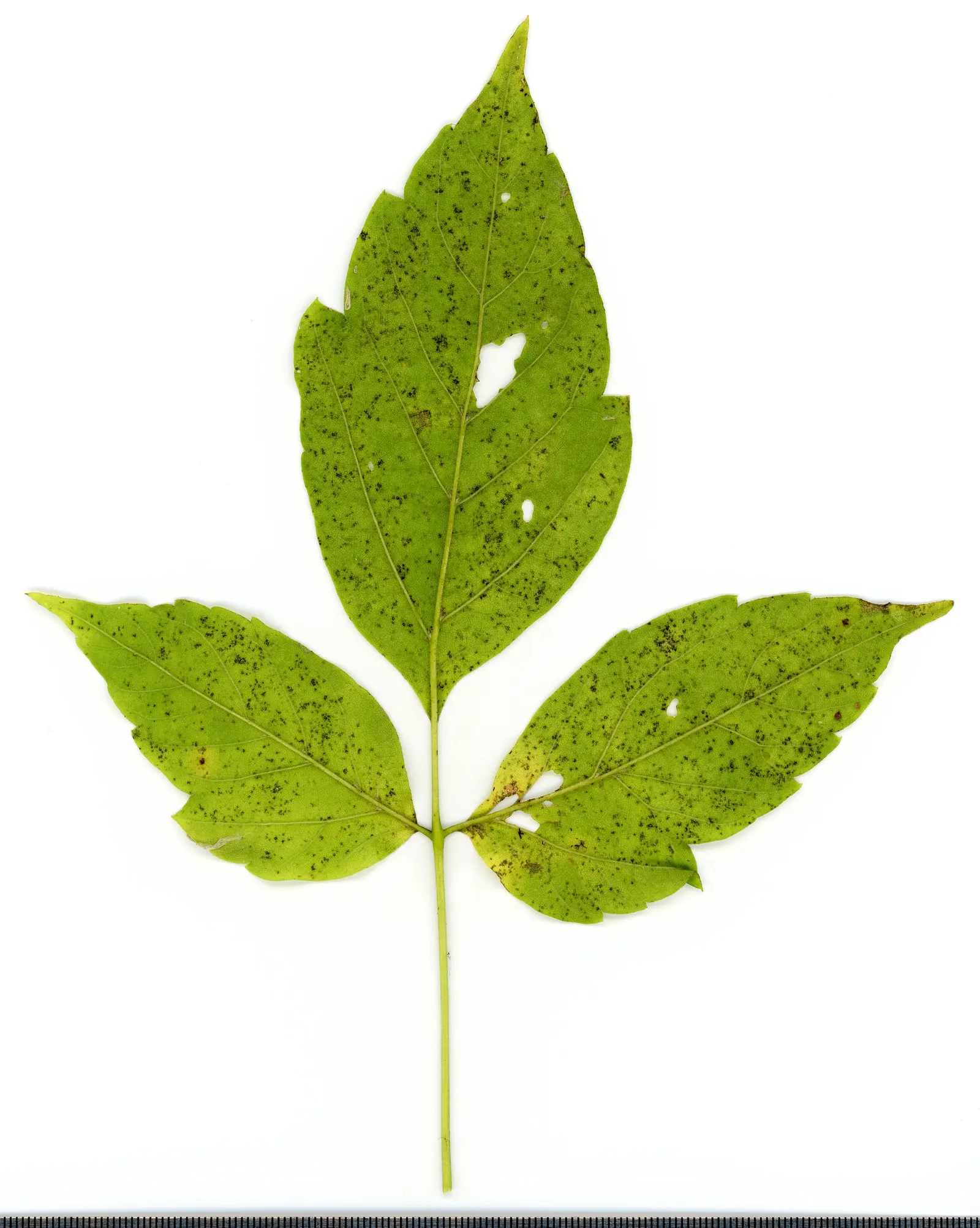 Box Elder (Acer Negundo) — scientifically named Acer negundo