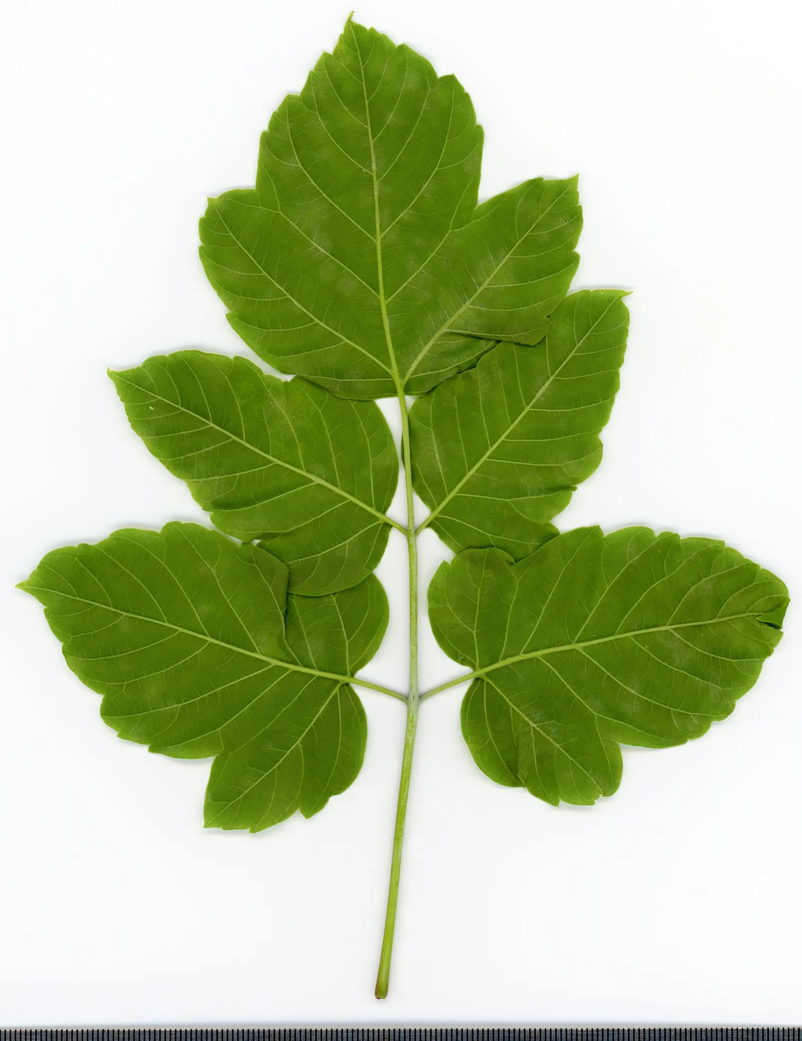 Box Elder (Acer Negundo) — This tree is known for its pinnately compound leaves