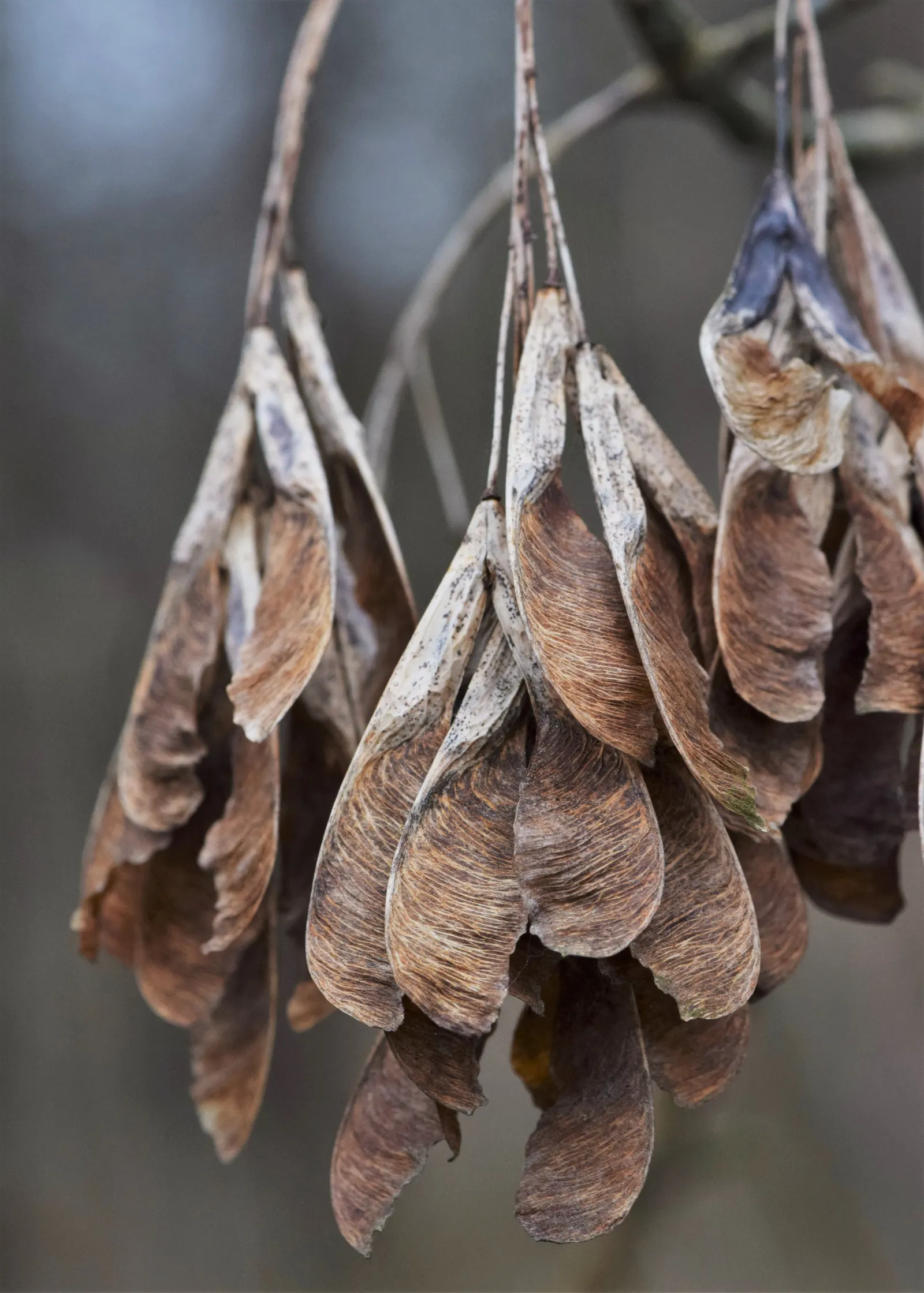 Box Elder (Acer Negundo) — a trait divergent from the typical palmate foliage of other maples