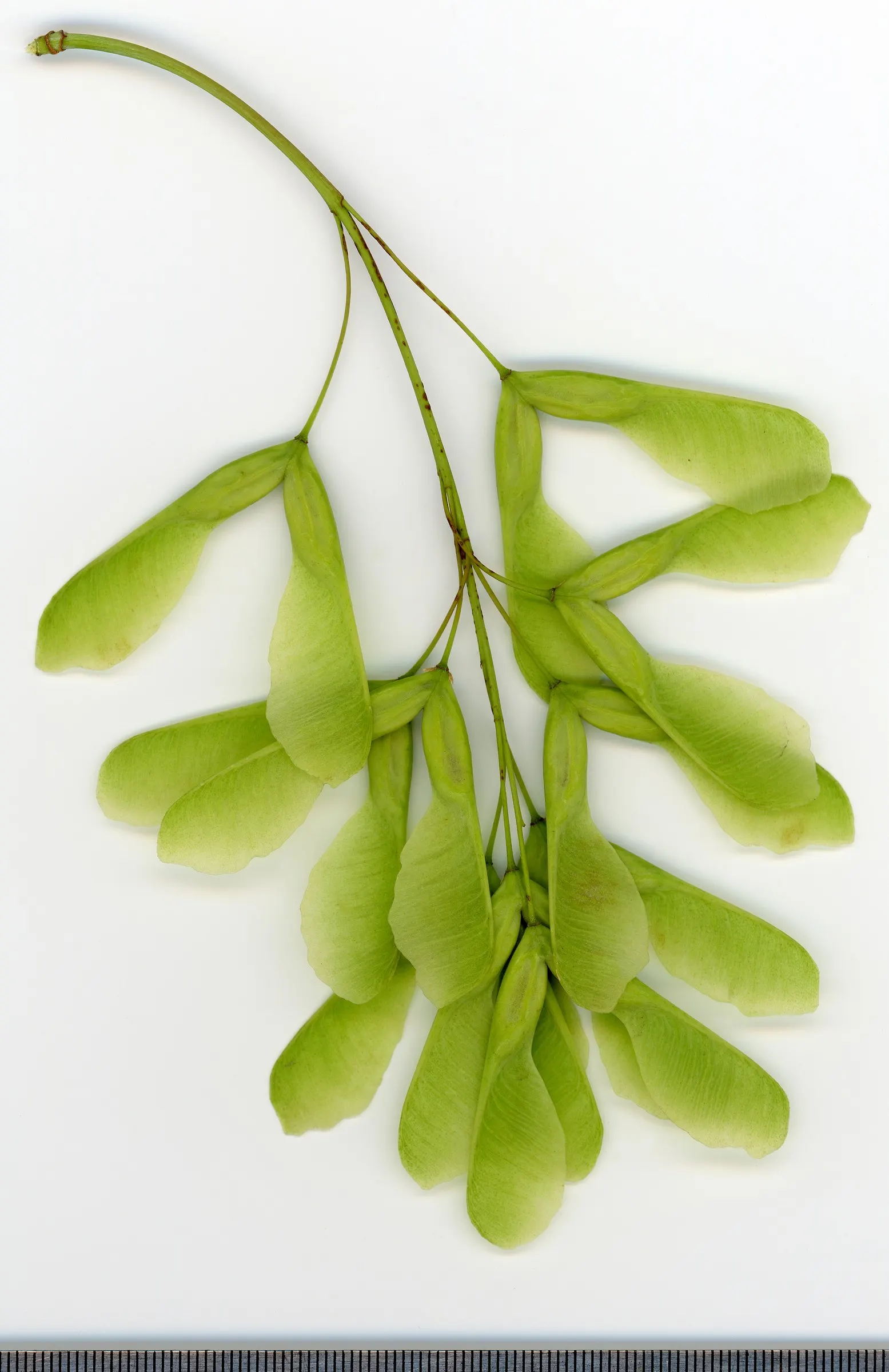 Box Elder (Acer Negundo) — with a similarly wide canopy spread lending it a stout and robust silhouette; the Box Elder flourishes in hardiness zones 2 to 9