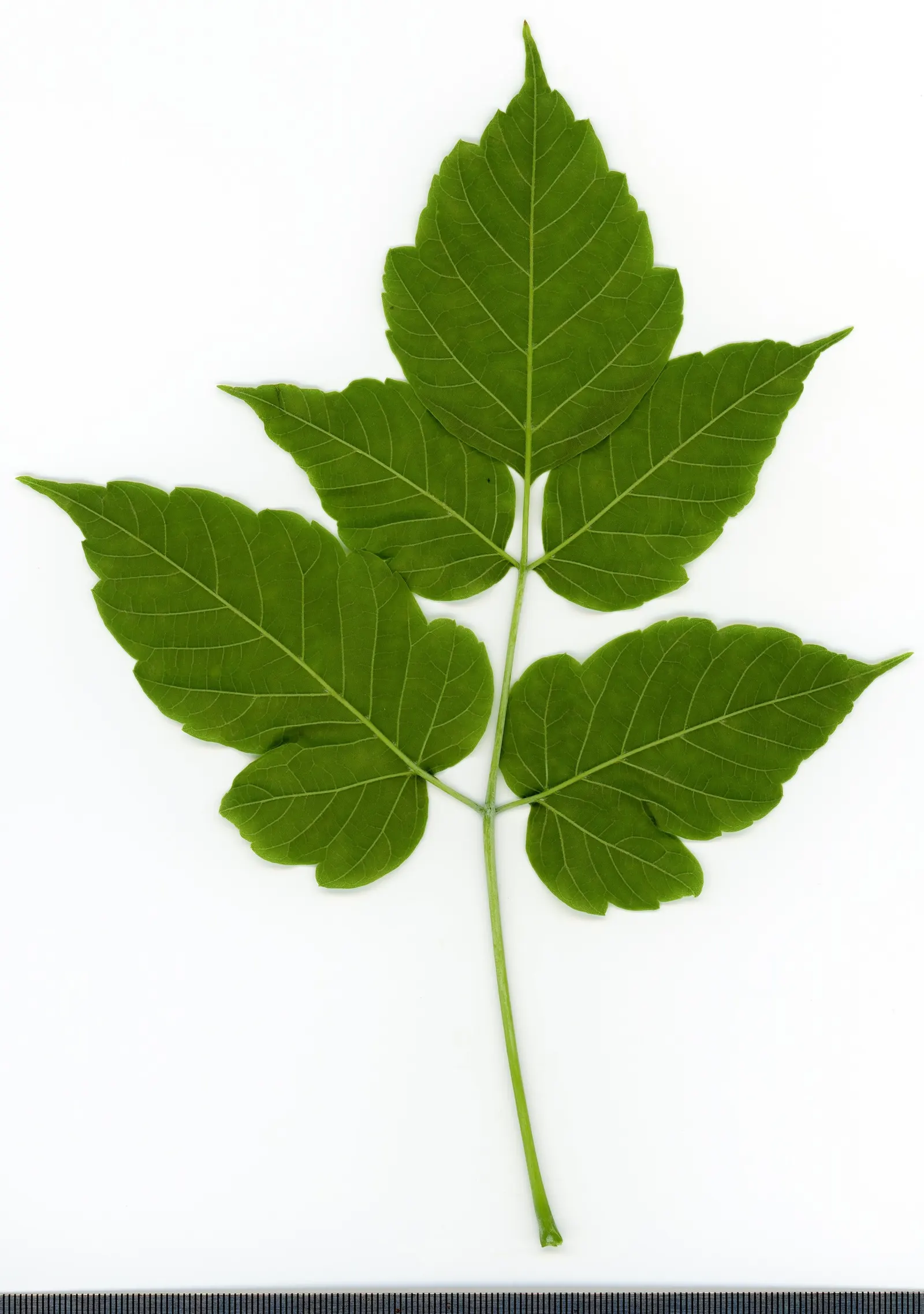 Box Elder (Acer Negundo) — consisting of 3-7 leaflets that radiate emotion with their bright green hue in spring