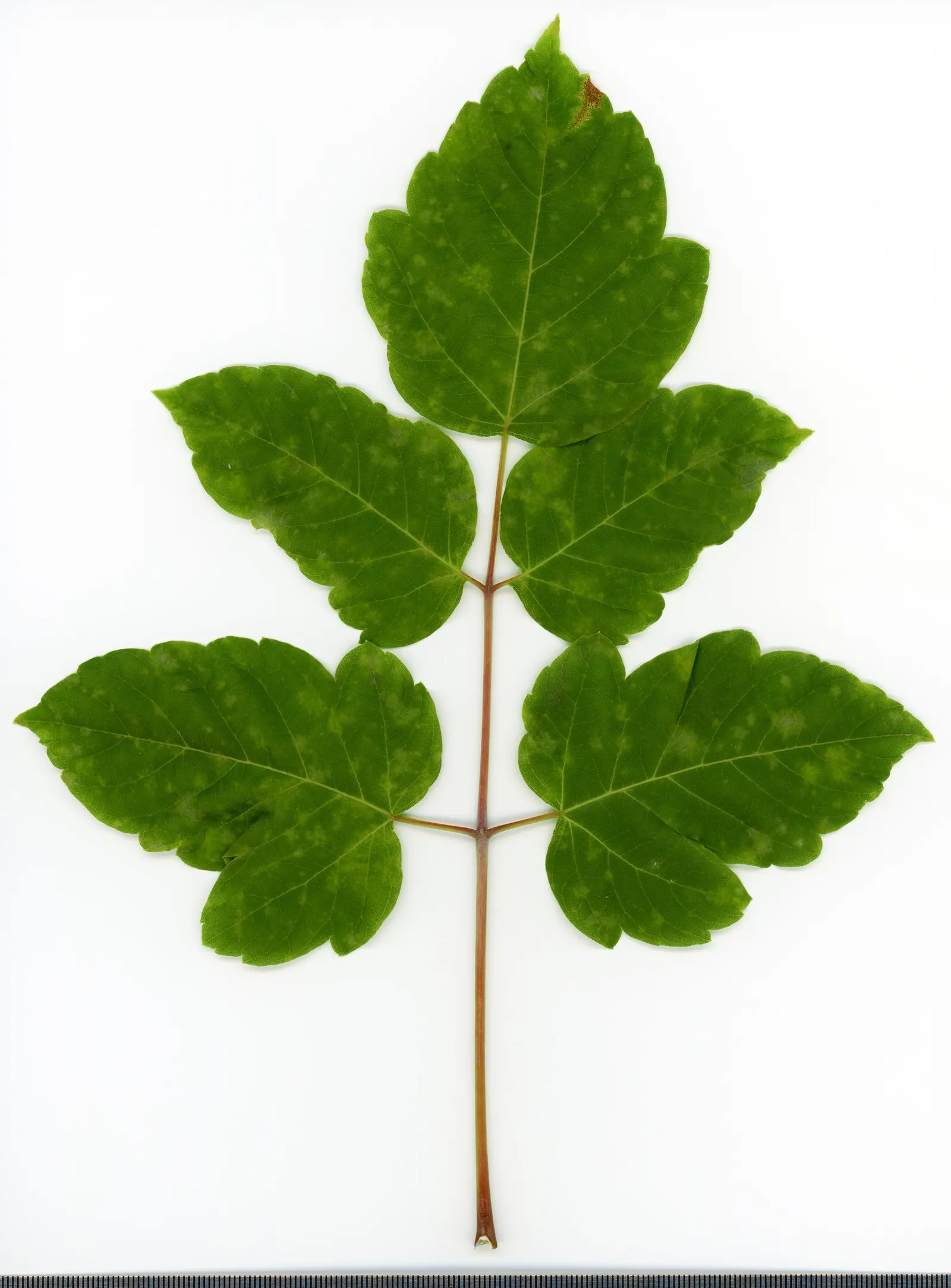 Box Elder (Acer Negundo) — which can become a nuisance though they cause little harm to the tree itself