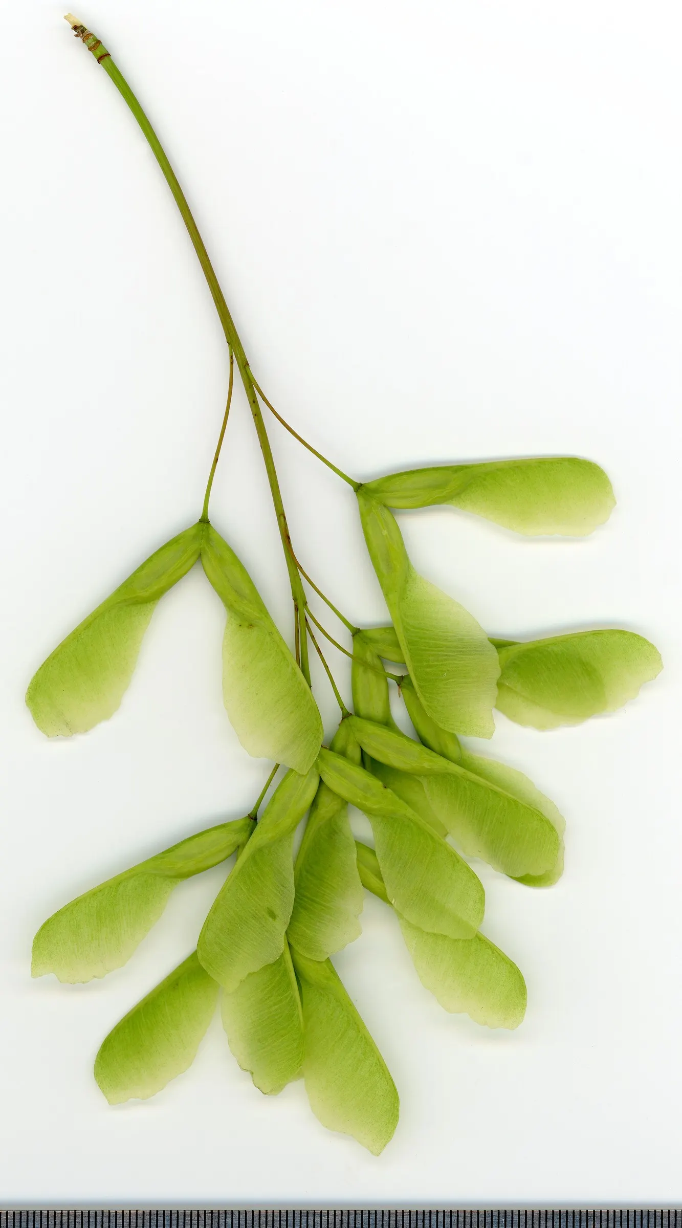 Box Elder (Acer Negundo) — This tree is known for its pinnately compound leaves; and it's susceptible to breakage from strong winds or heavy snow loads