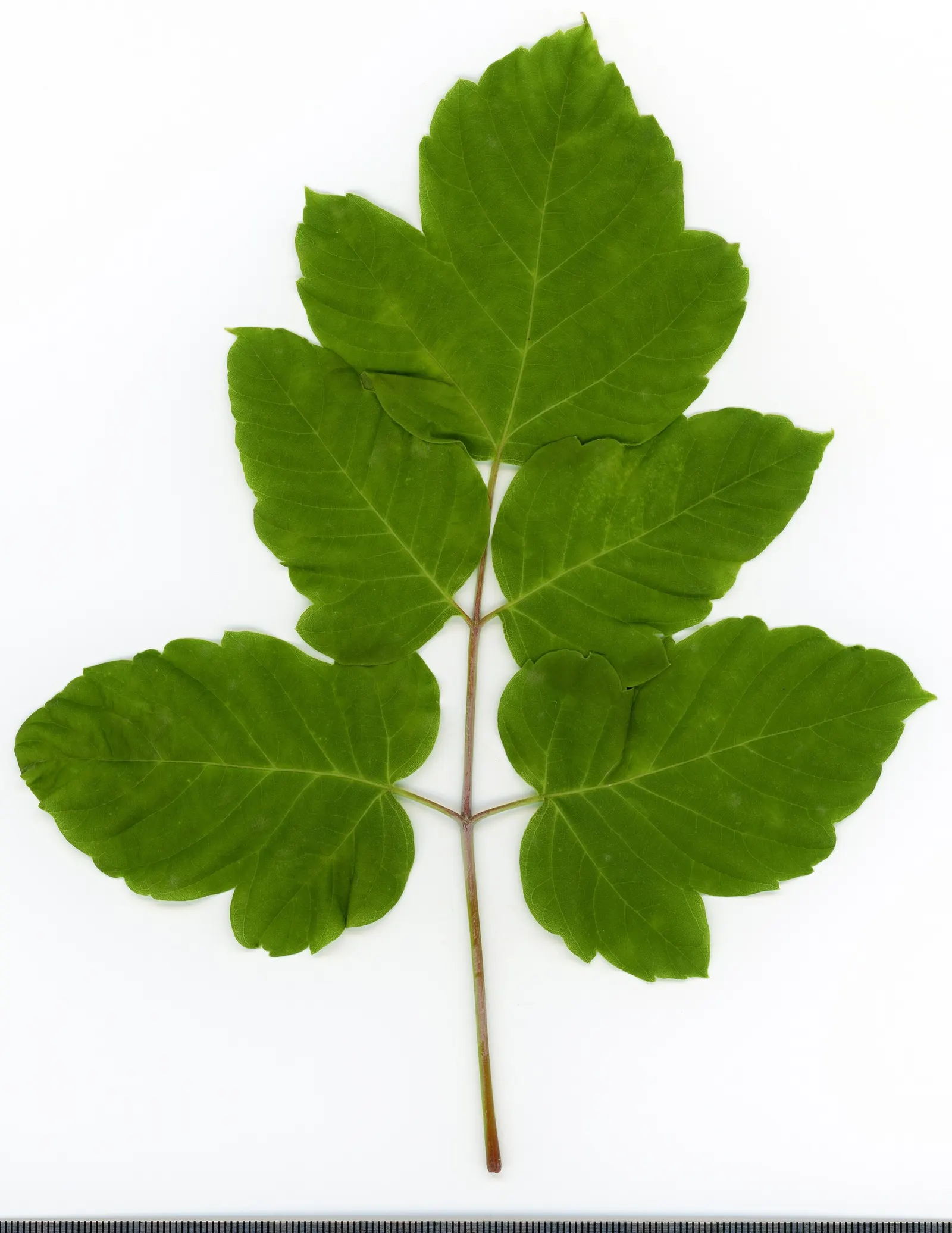 Box Elder (Acer Negundo) — stands as a deciduous tree offering a dynamic presence in any garden or landscape design