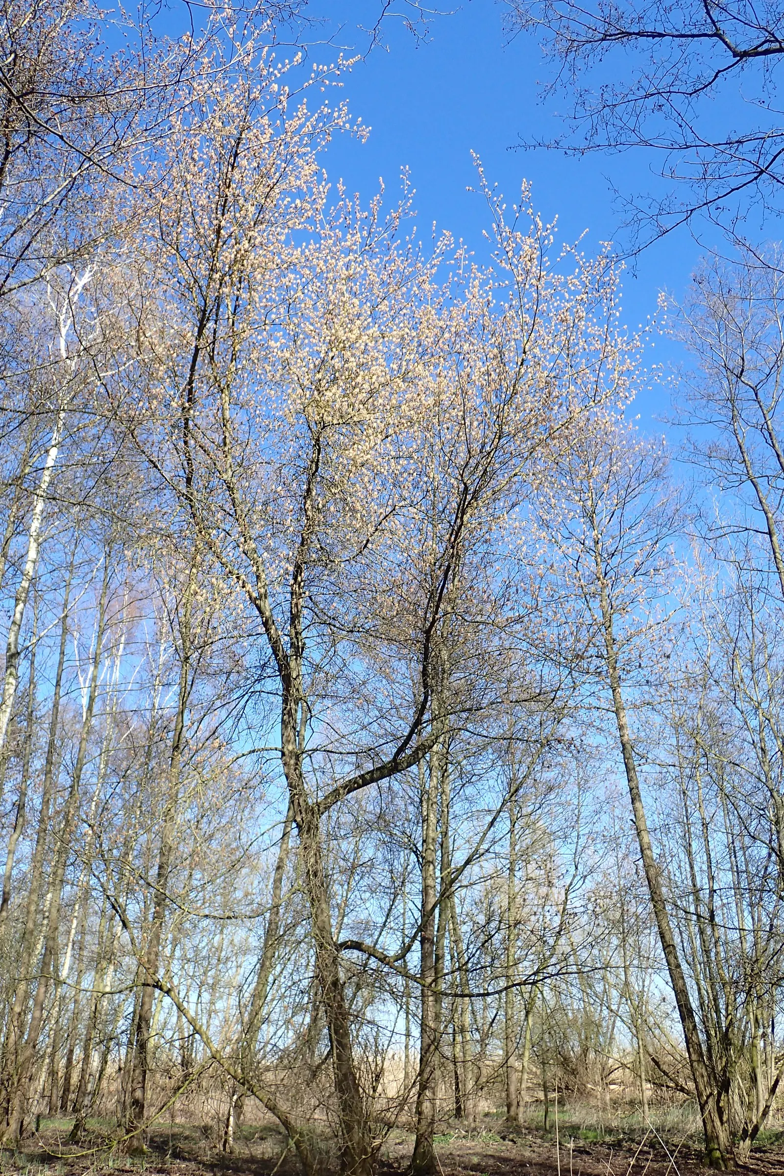 Box Elder (Acer Negundo) — the Box Elder flourishes in hardiness zones 2 to 9