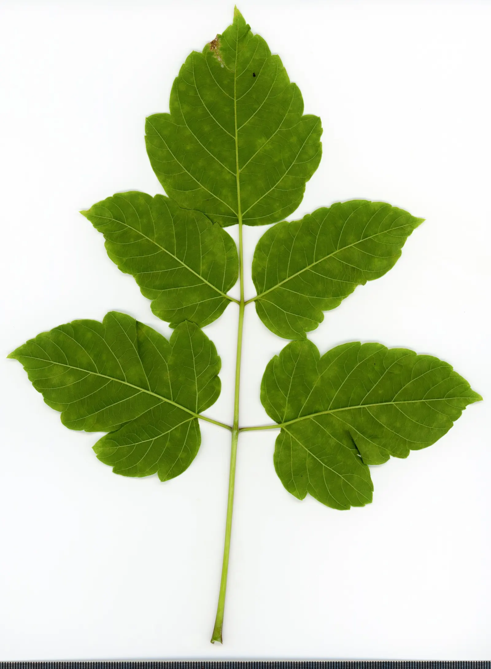Box Elder (Acer Negundo) — tolerates various soil conditions; which can become a nuisance though they cause little harm to the tree itself