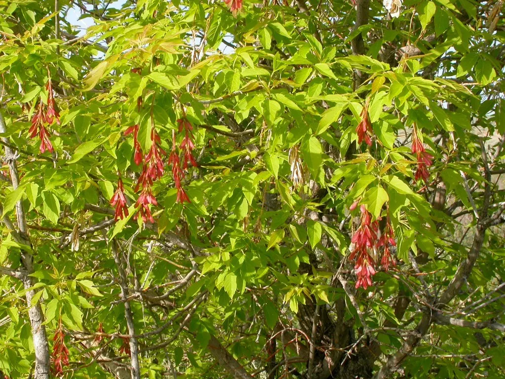 Box Elder (Acer Negundo) — a trait divergent from the typical palmate foliage of other maples; notorious for its adaptability