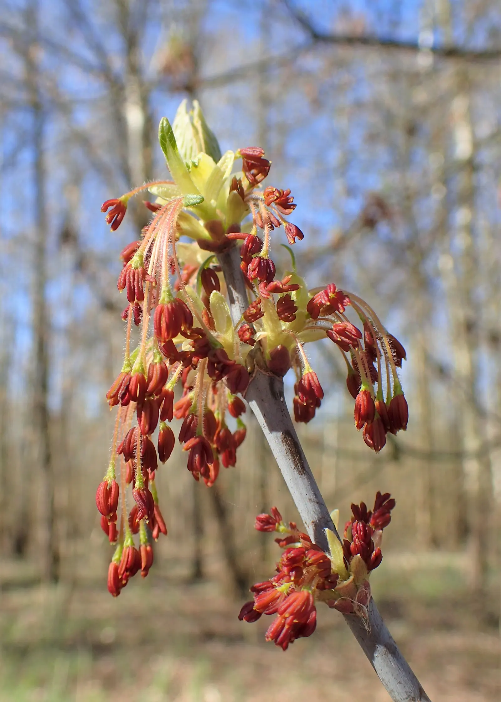 Box Elder (Acer Negundo) — and turn to a yellowish tone come fall.<br><br>Native to the central and eastern United States