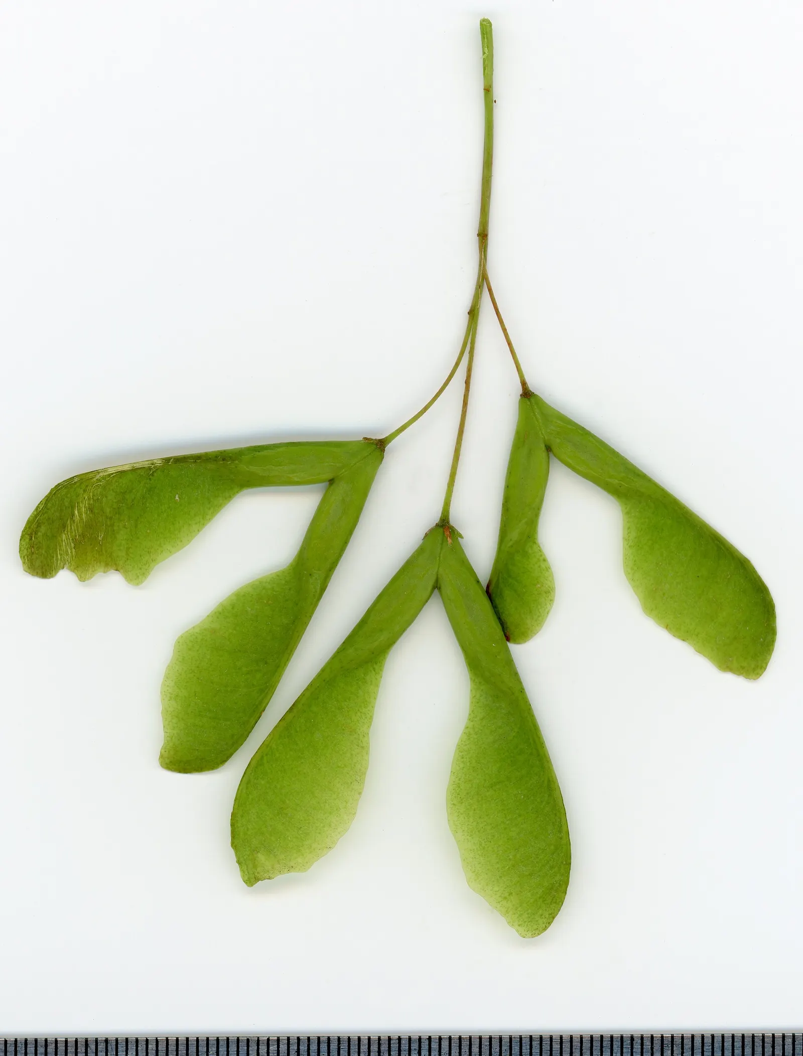 Box Elder (Acer Negundo) — be aware that the Box Elder can become weedy due to its prolific seed production