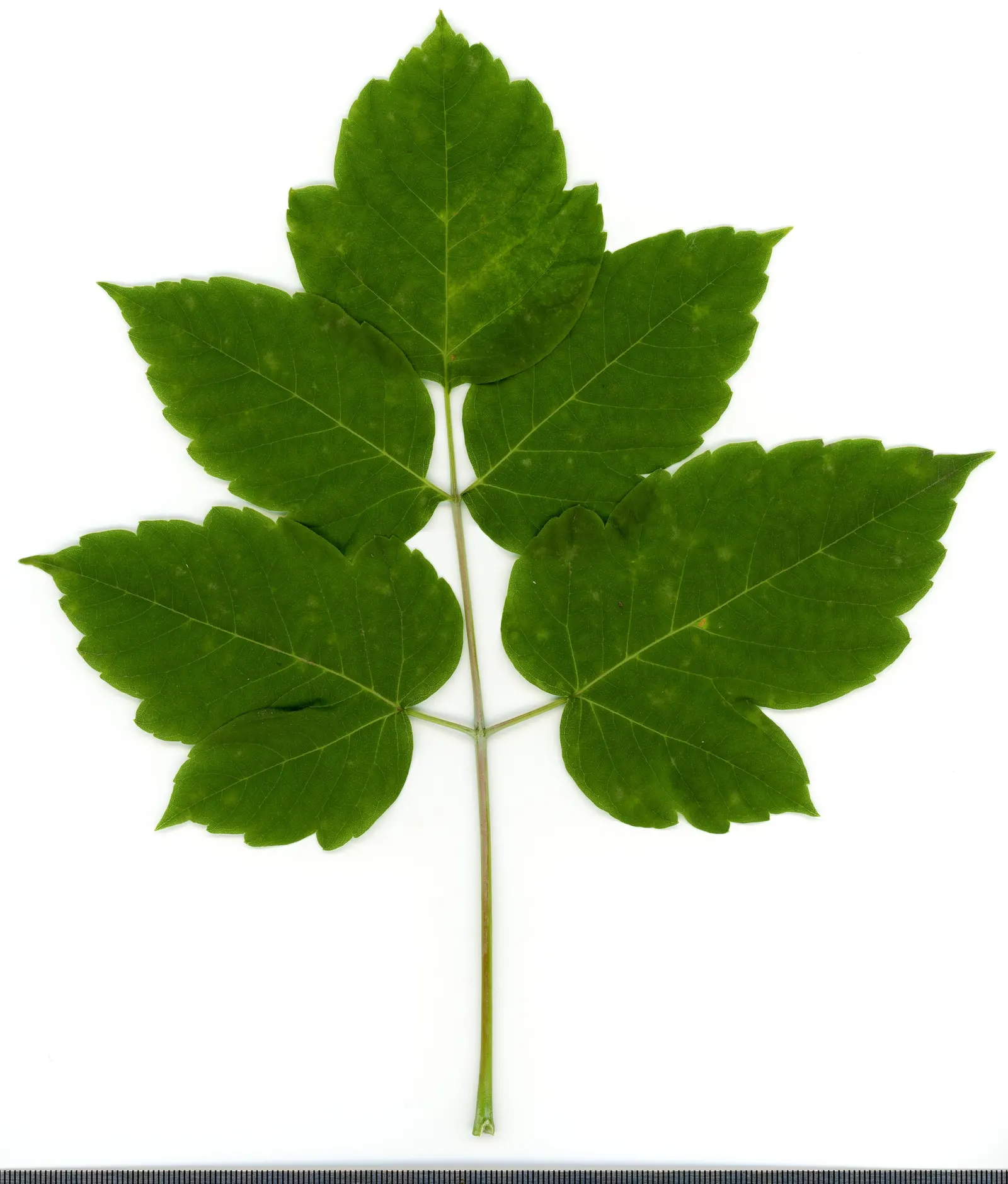 Box Elder (Acer Negundo) — often earning it a place in designs when rapid coverage or shade is desired.<br><br>However