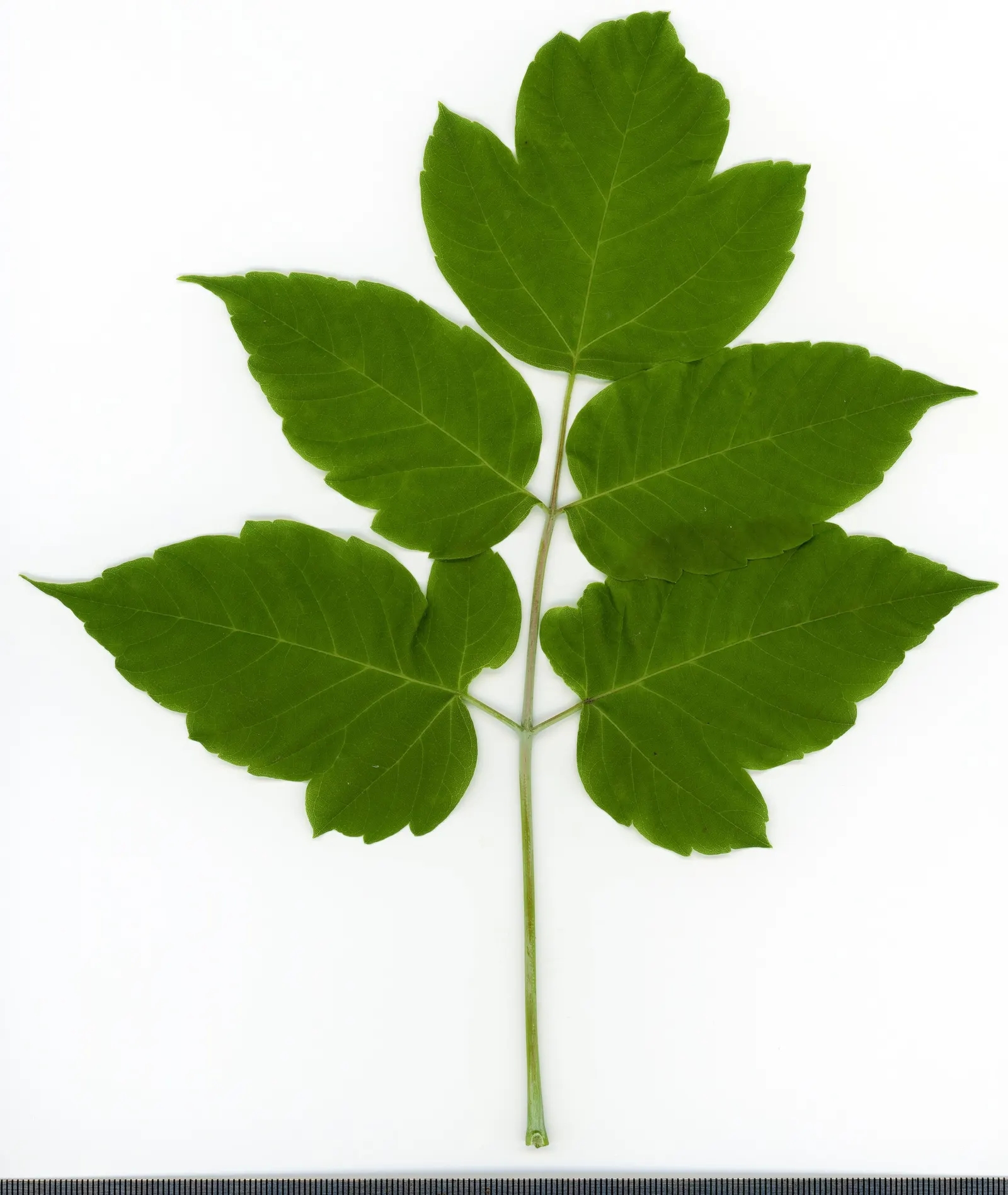 Box Elder (Acer Negundo) — Acer negundo, or Box Elder, is a fast-growing, deciduous maple reaching 30-50 ft; tolerates various soil conditions
