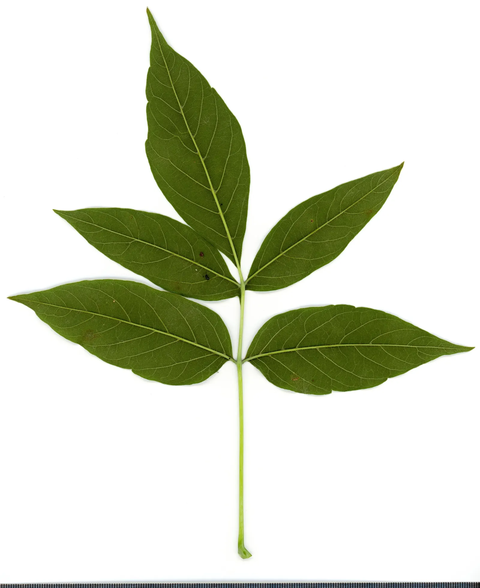 Box Elder (Acer Negundo) — demonstrating a high level of adaptability