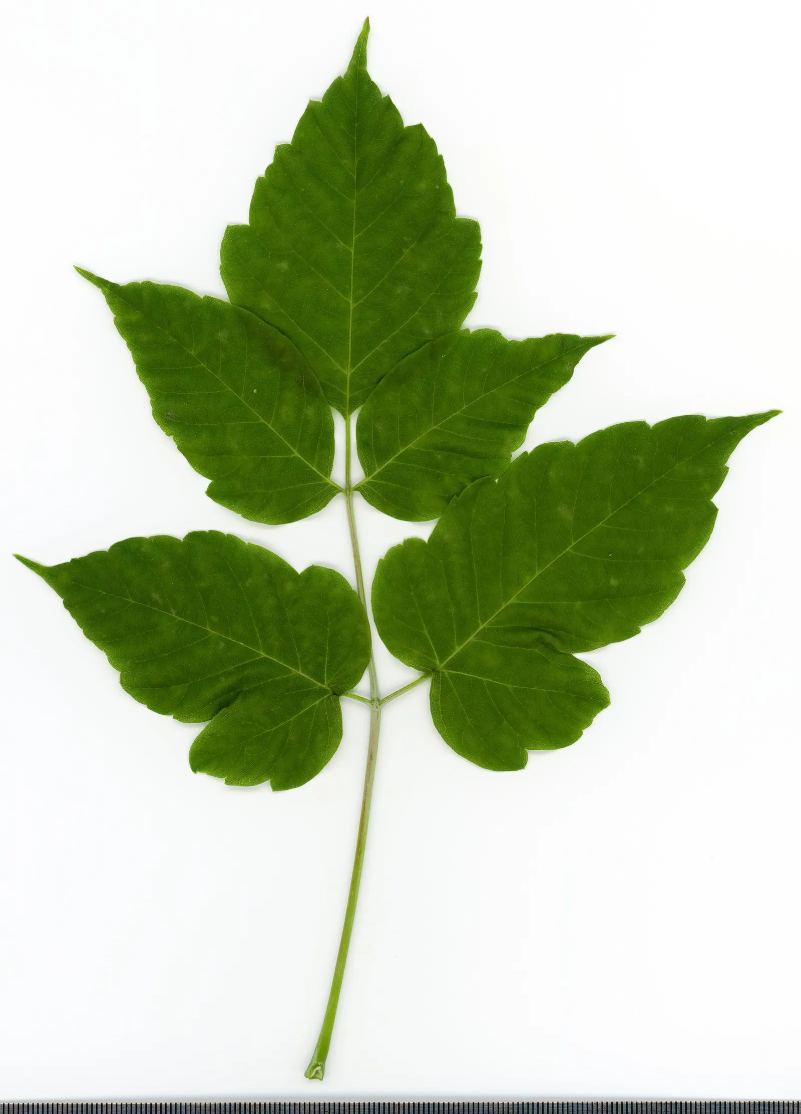 Box Elder (Acer Negundo) — The tree's growth rate is notably fast