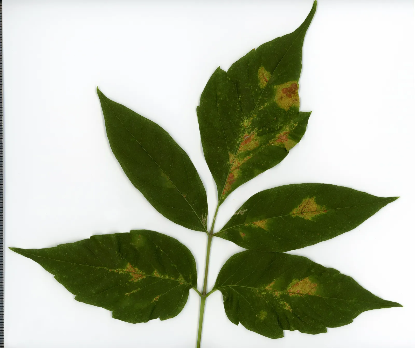 Box Elder (Acer Negundo) — It prefers full sun to partial shade and can tolerate a wide array of soil conditions