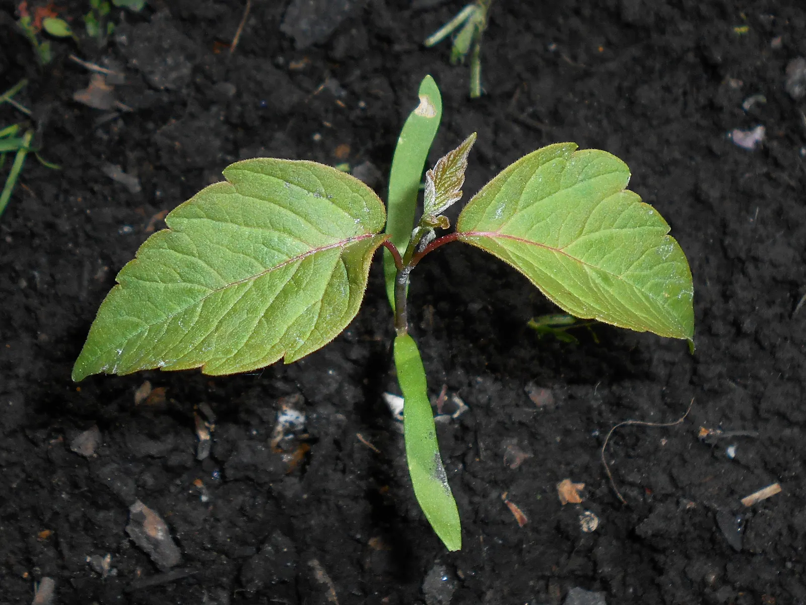 Box Elder (Acer Negundo) — with a similarly wide canopy spread lending it a stout and robust silhouette