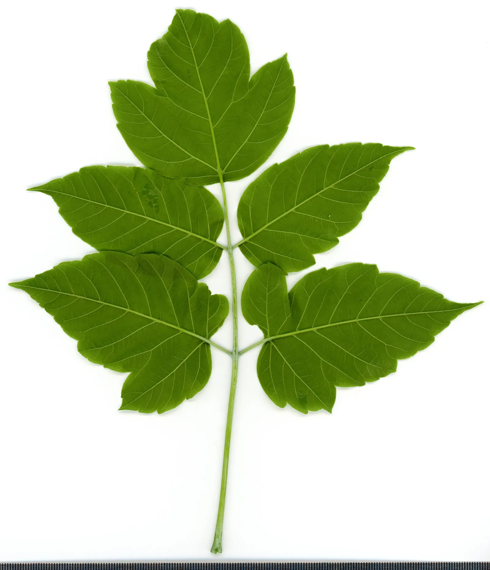 Box Elder (Acer Negundo) — with a spread of 20-40 ft; this tree is known for its pinnately compound leaves