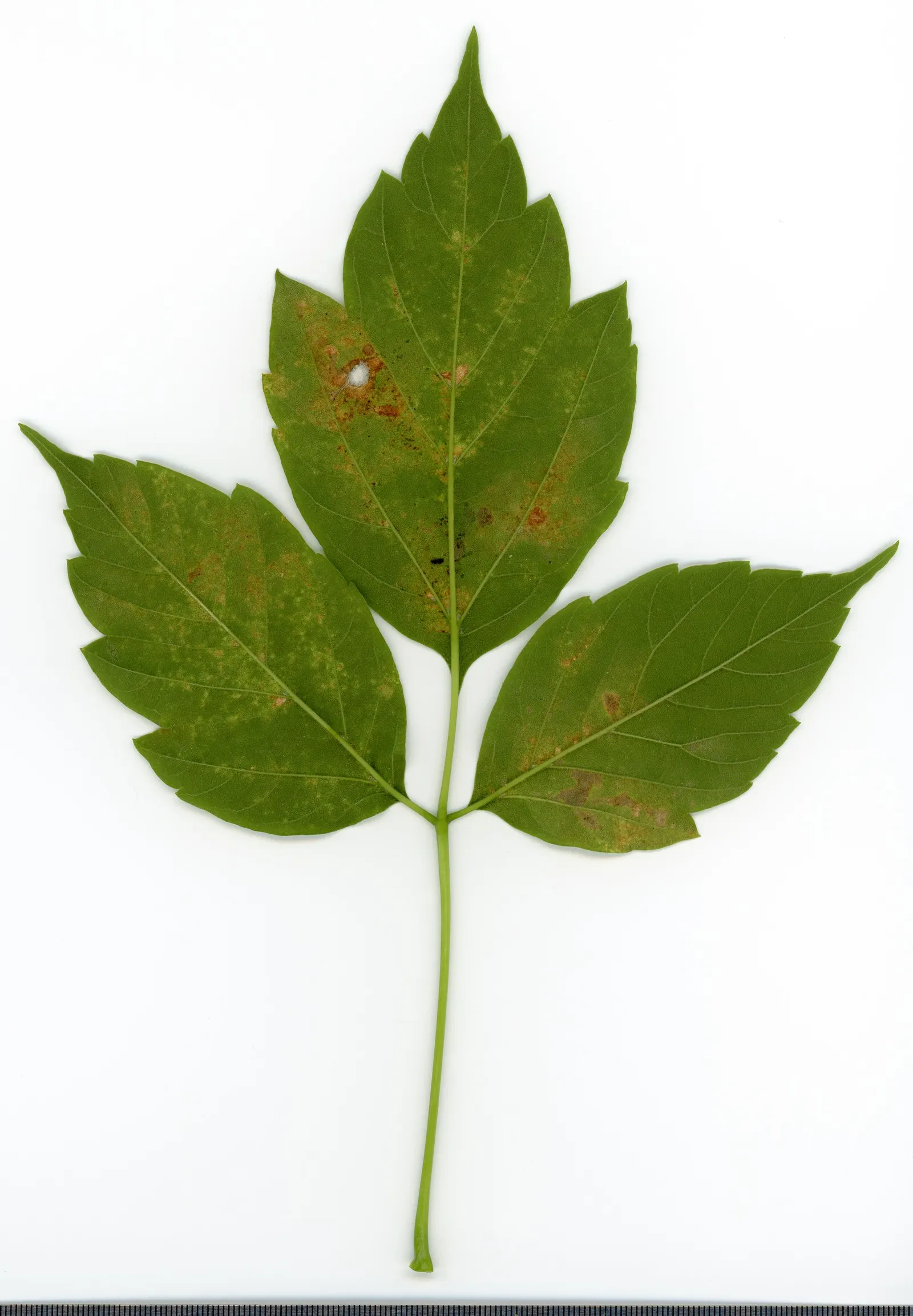 Box Elder (Acer Negundo) — scientifically named Acer negundo; often earning it a place in designs when rapid coverage or shade is desired.<br><br>However