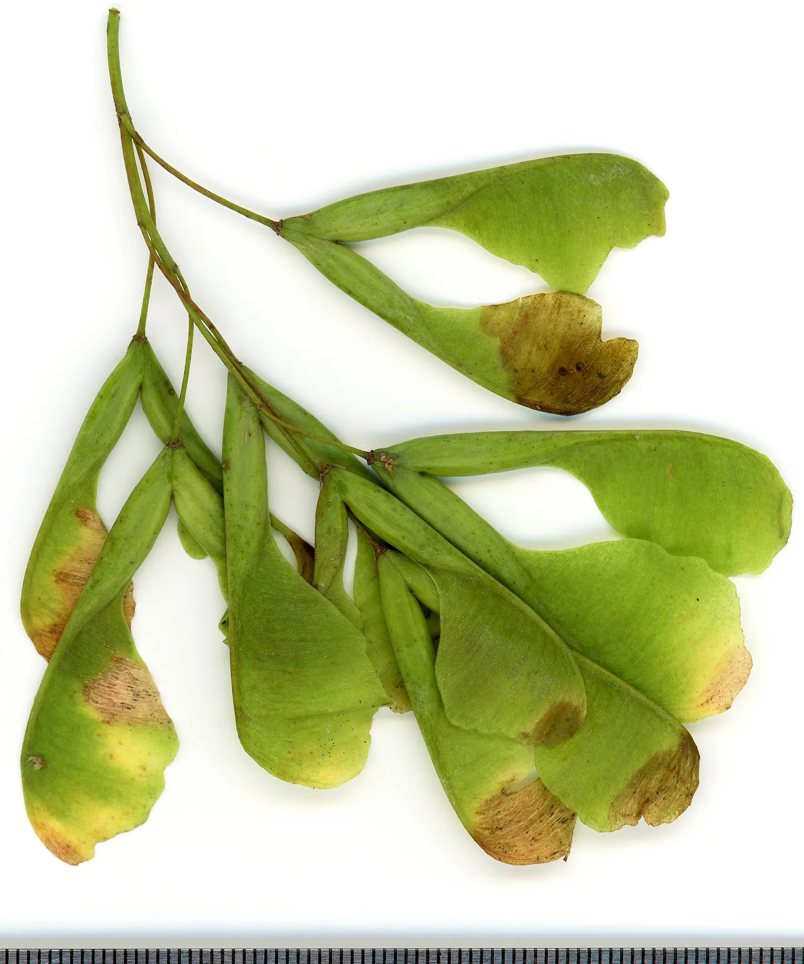 Box Elder (Acer Negundo) — which makes it suitable for various landscape scenarios